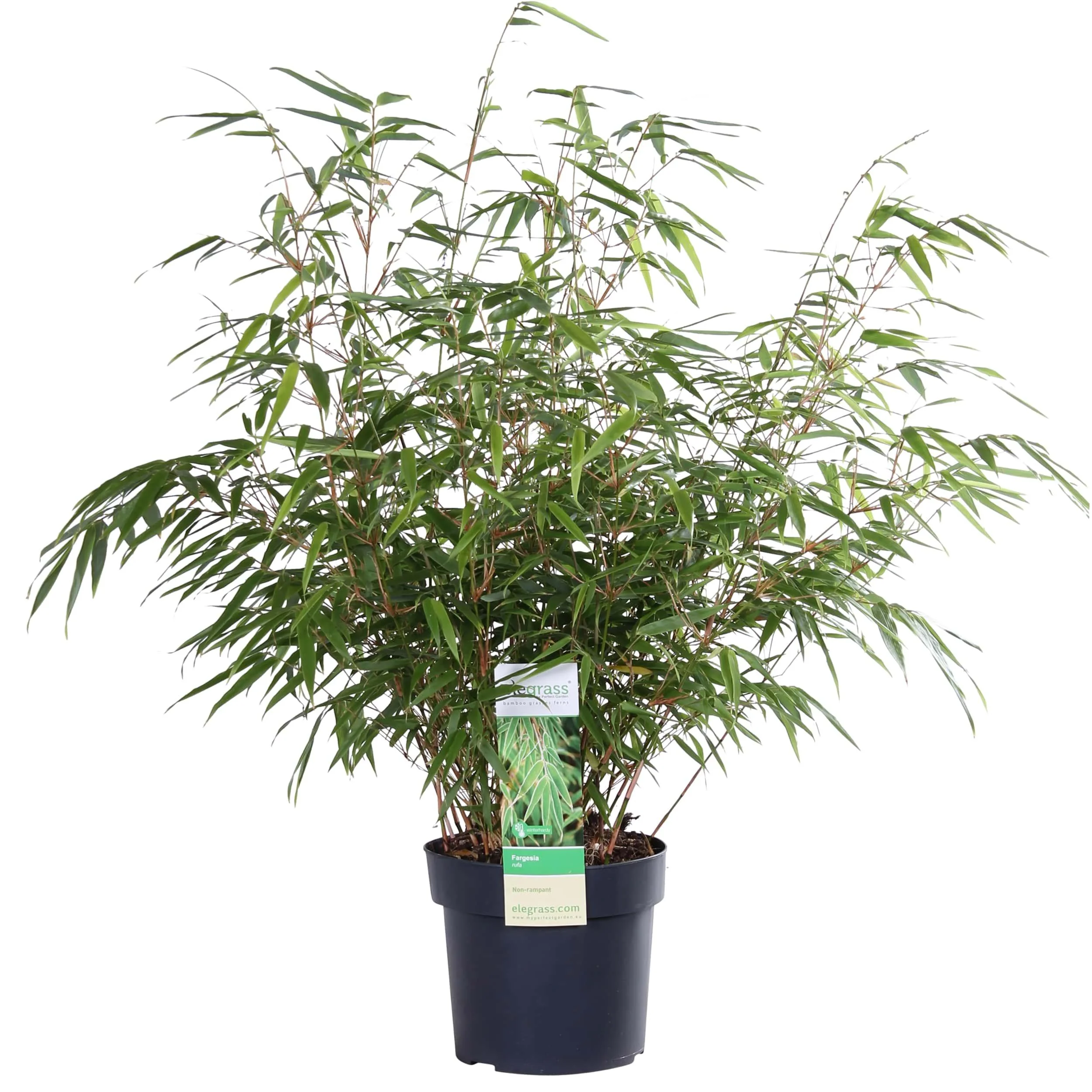 Fargesia rufa - Ø29cm - ↕80cm - Ø19 - ↨50-60cm Bild 1