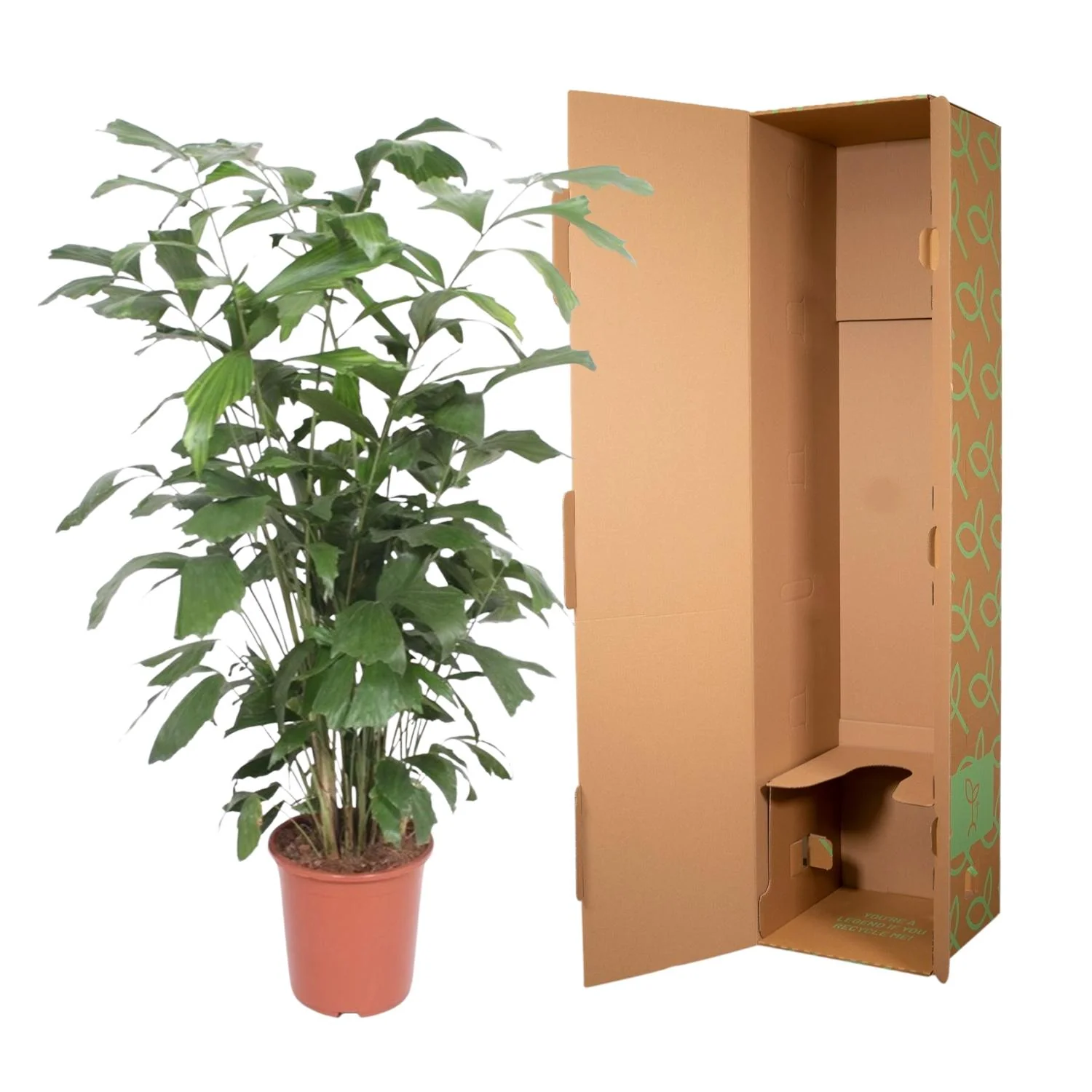 Caryota Mitis – Fischschwanzpalme