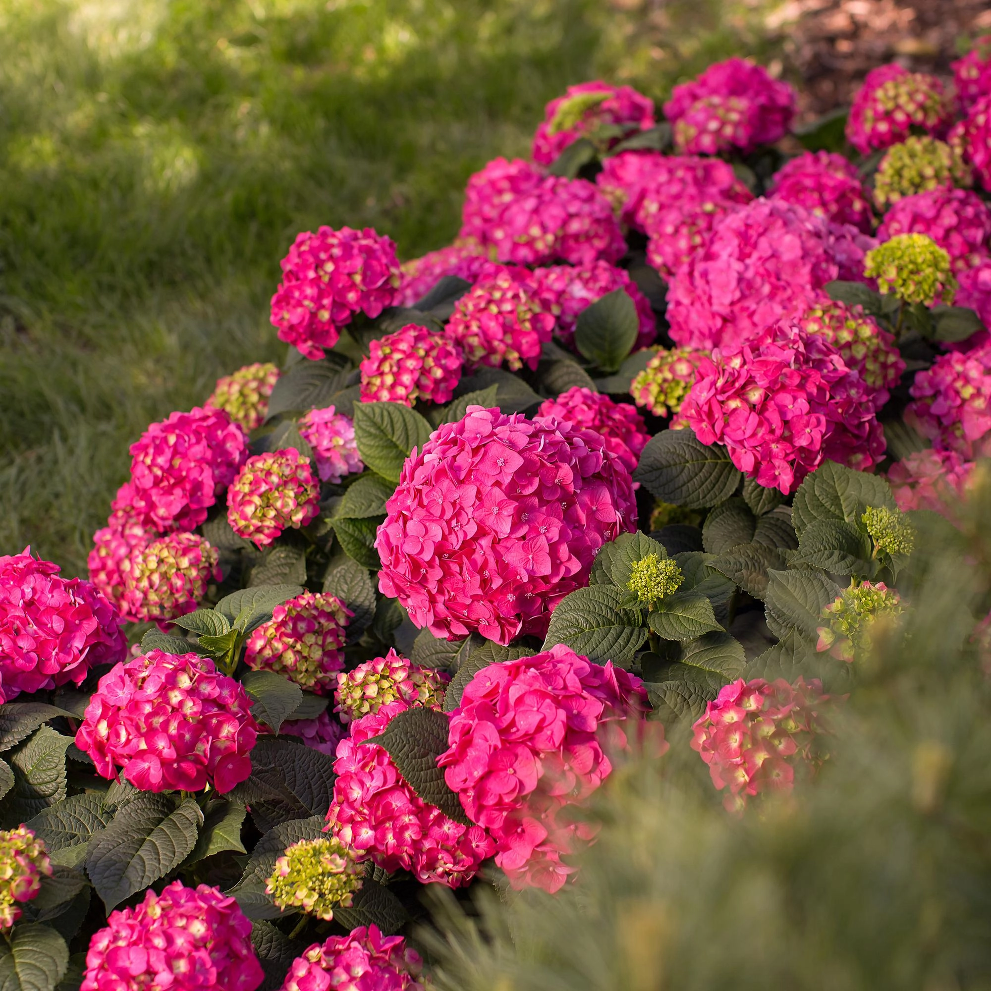 Hydrangea Endless Summer Summer Love Red