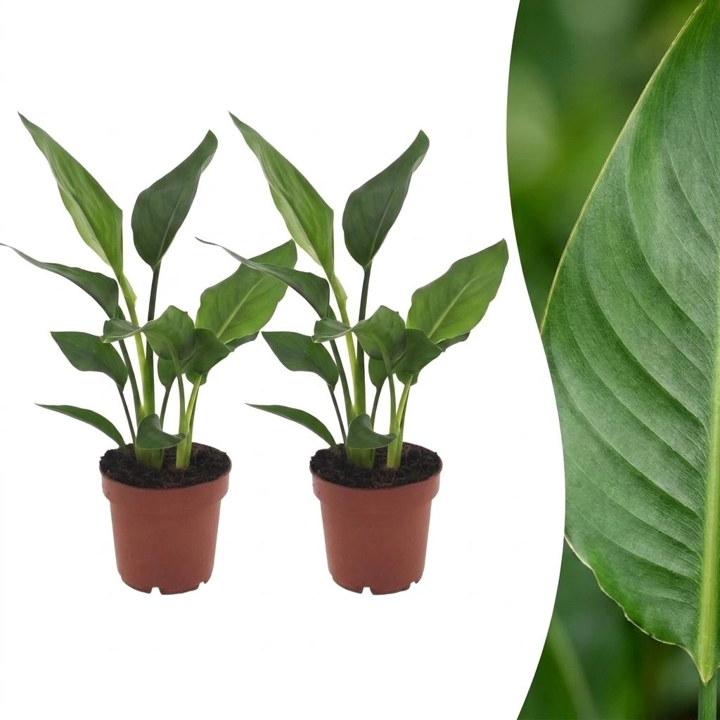 Green boutiQ - Strelitzia Reginea - Paradiesvogelblume - 2 Pflanzen - Topf 12cm - Höhe - 35cm Bild 1