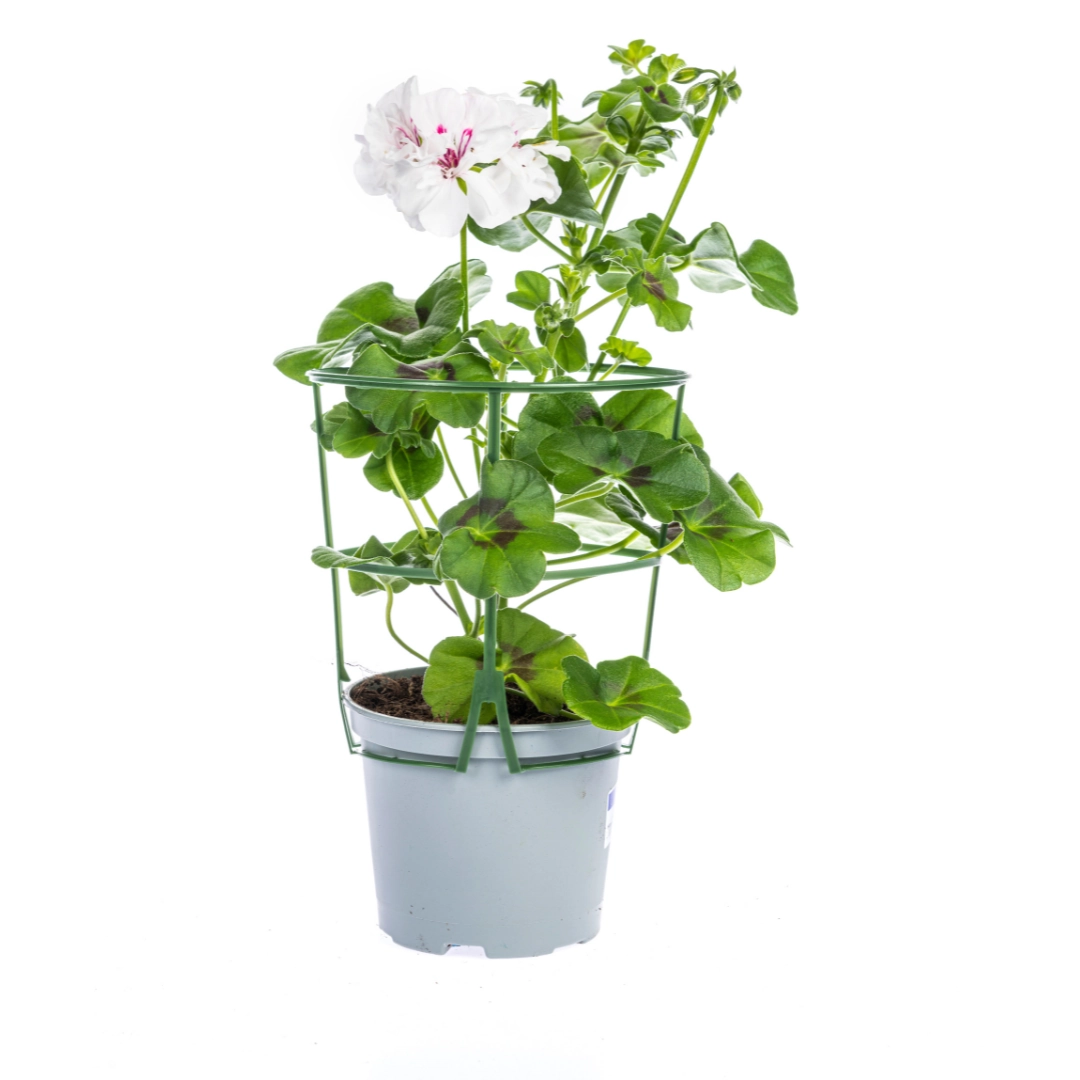 Pelargonium peltatum Weiß — 8 Pflanzen