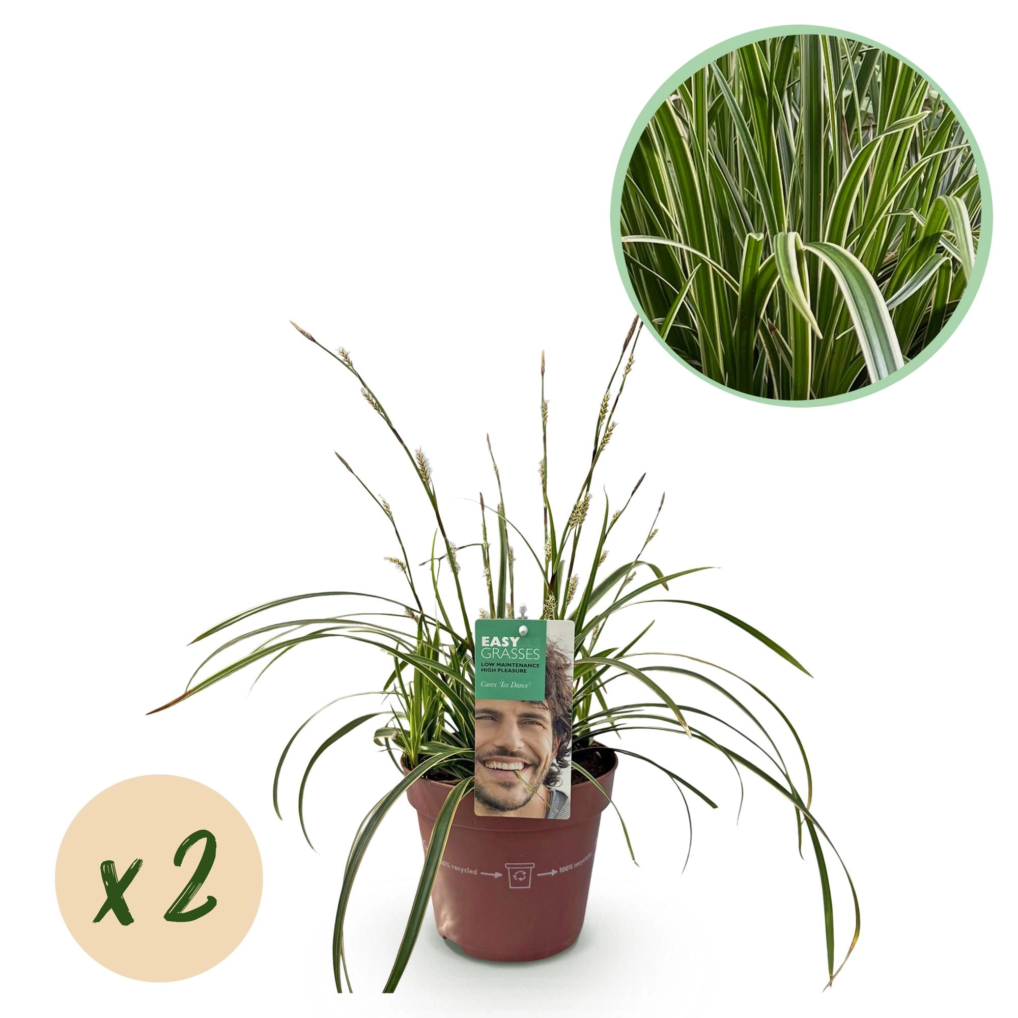 Ziergräser - Carex morrowii Ice Dance - Weiß & Grün - 4 Pflanzen - Immergrün - Wenig Pflege - Topf 17cm Höhe 50cm