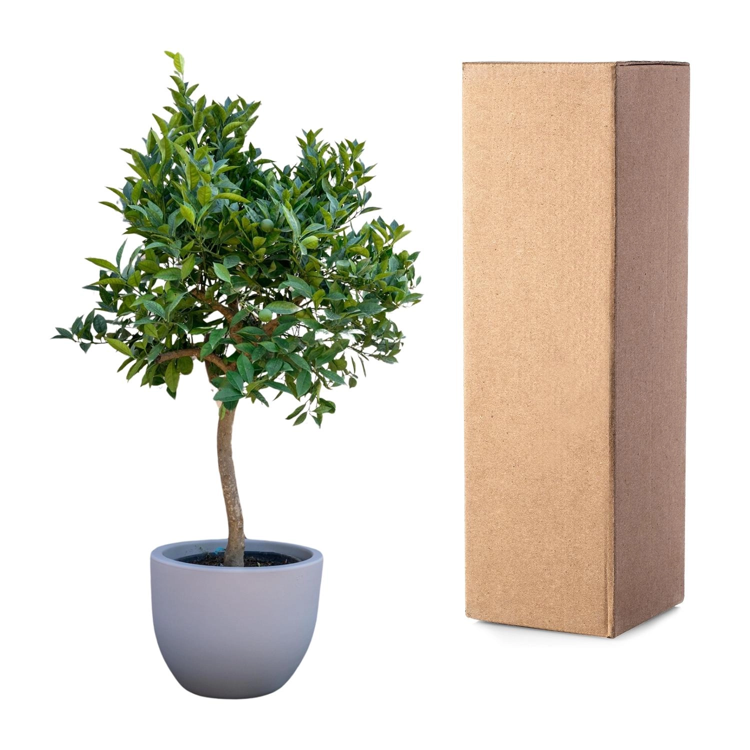 Orangenbaum