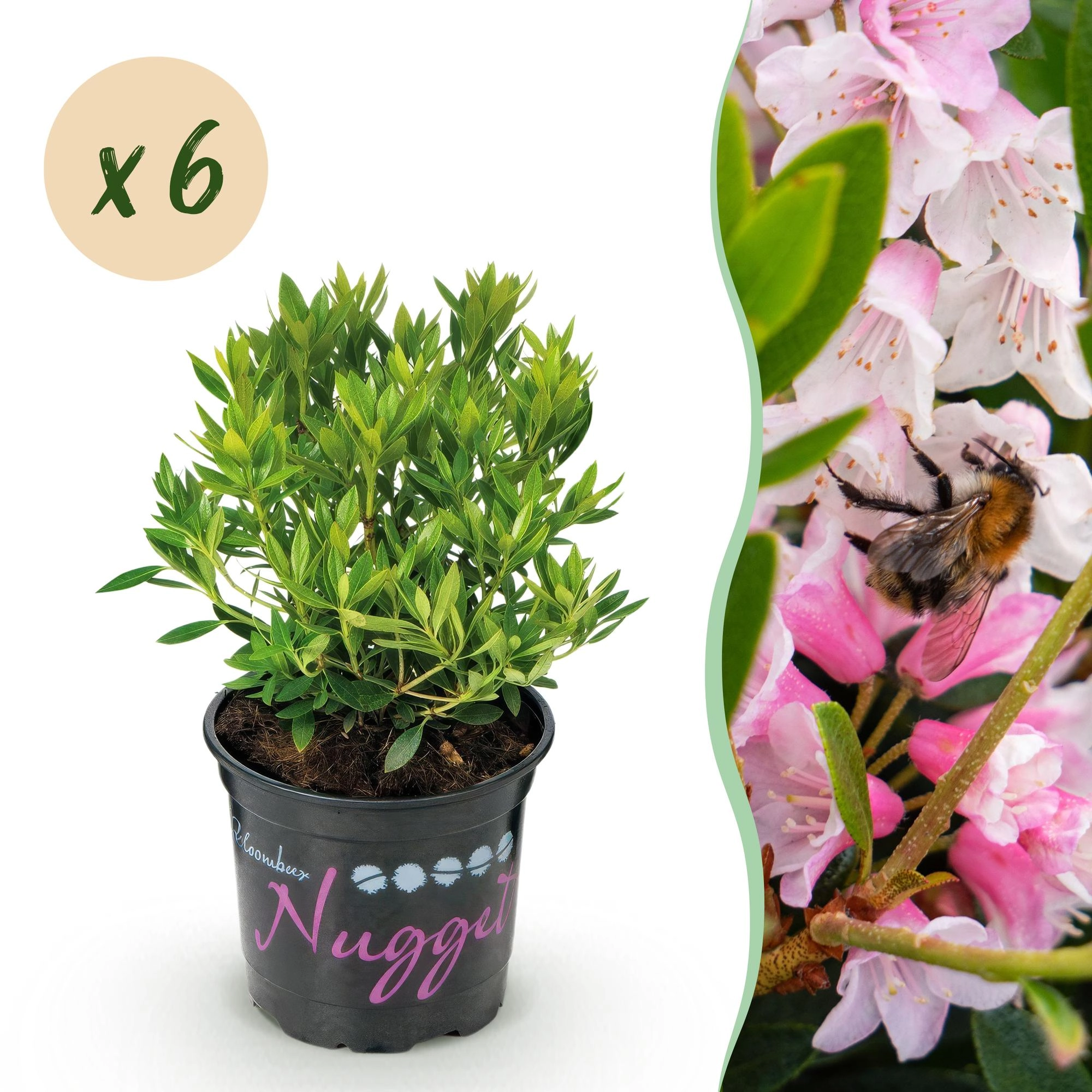Green boutiQ - Zwerg-Rhododendron - Rhododendron Bloombux Light Pink - Blühender Buchsbaum - Wenig Pflege - Hellrosa Blüte - 6 Pflanzen - Topf 10,5cm - Höhe 20-25cm Bild 1