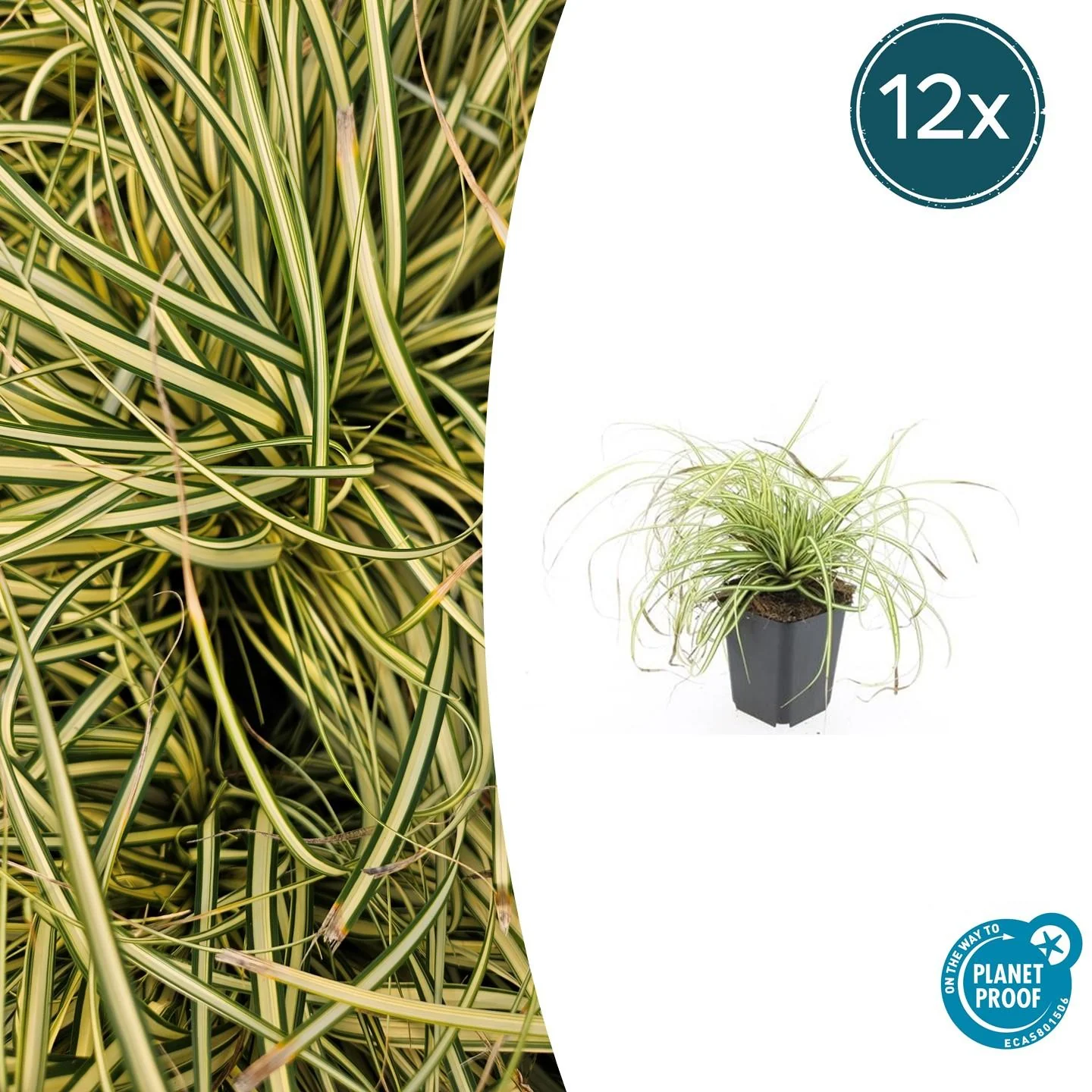 Carex oshimensis 'Evergold'