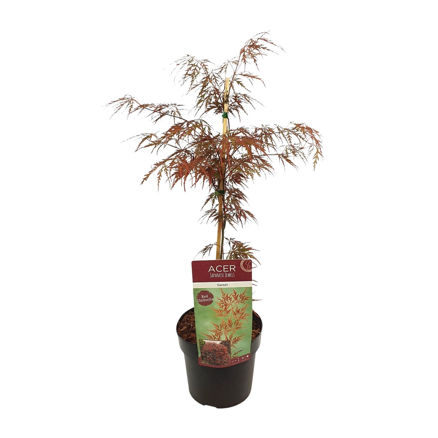 Ahorn (Acer) – Zier-Ahorn, 55 cm, Topf 19 cm