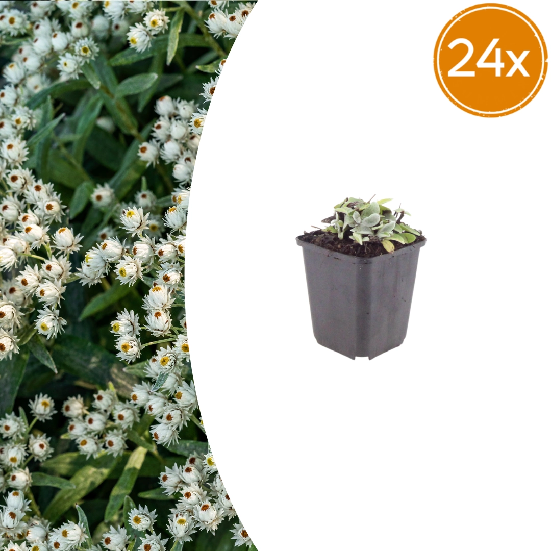 Anaphalis triplinervis - Silbergraue Staude mit weißen Blüten