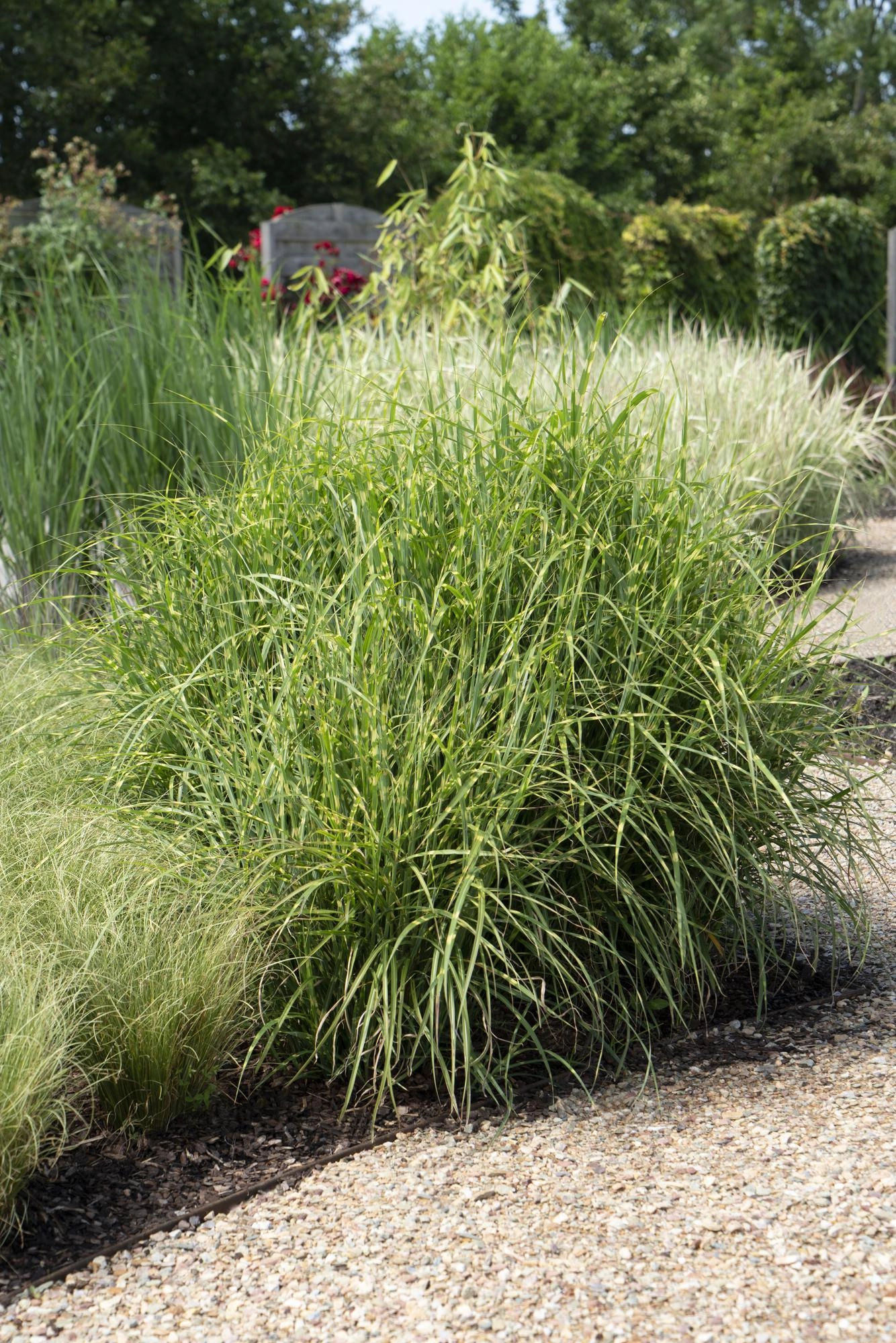 Miscanthus sinensis Strictus (Zebra-Gras)