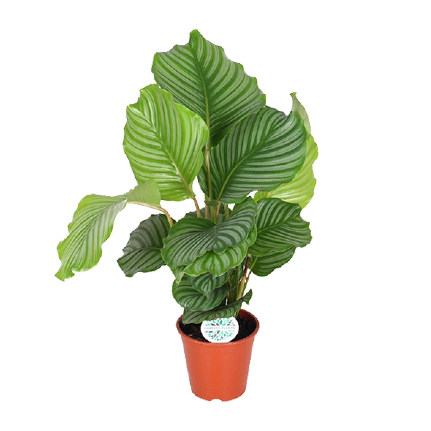 Calathea Orbifolia – Faszinierende Zimmerpflanze