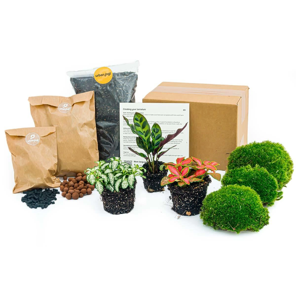 Planten terrarium pakket Calathea Lancifolia - Navulling   Startpakket- DIY Bild 2