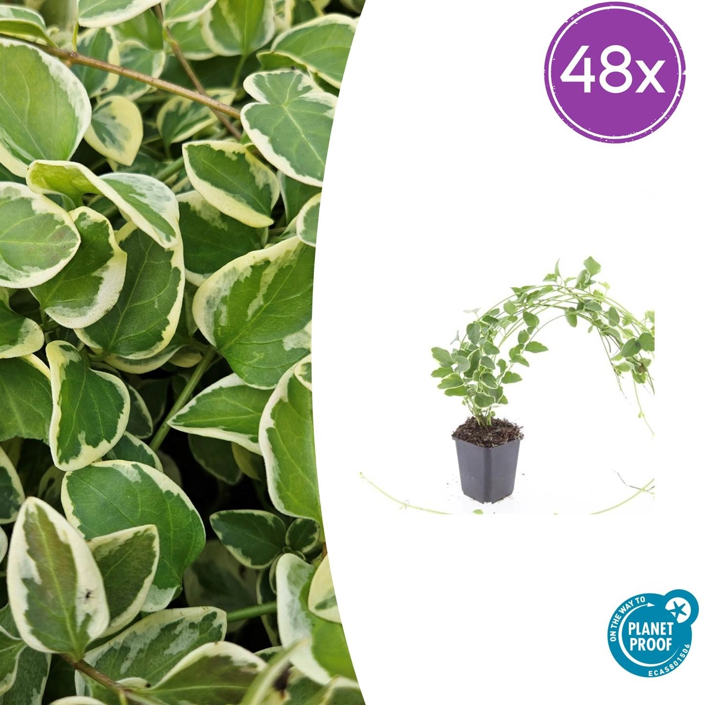 Vinca major 'Variegata'