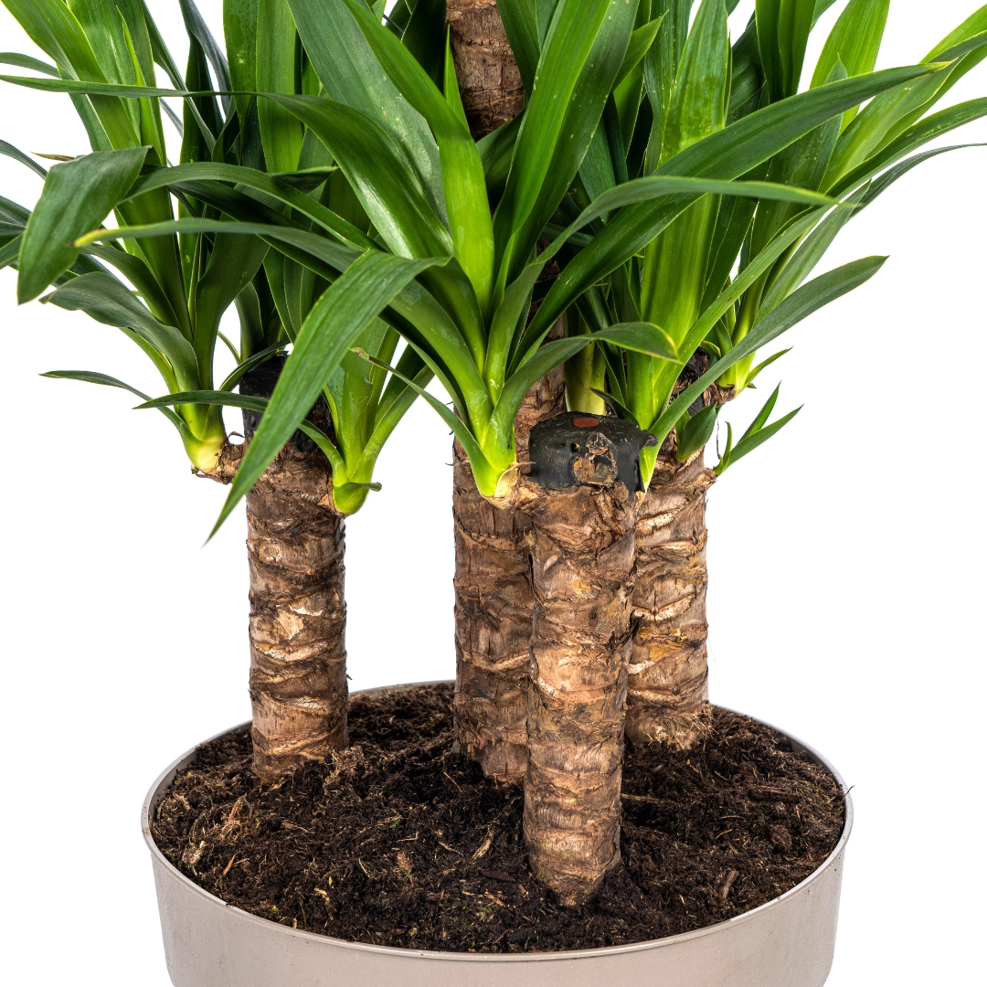 Yucca Elephantipes Ø30cm - ↕90 - 110cm Bild 2