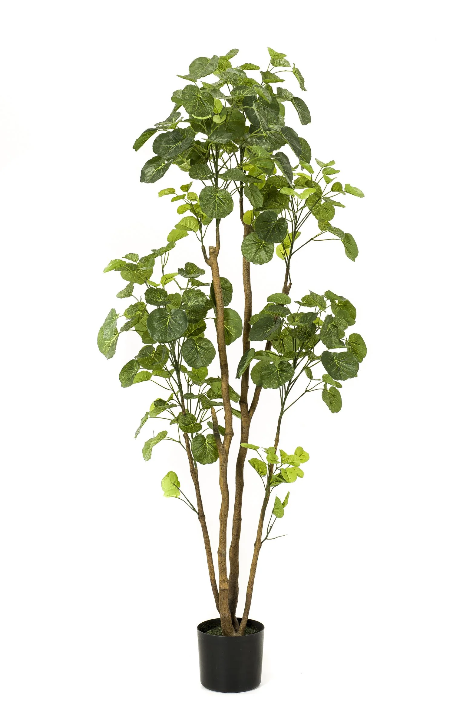 Kunstbaum Polyscias (Aralia) – Pflegeleicht und dekorativ