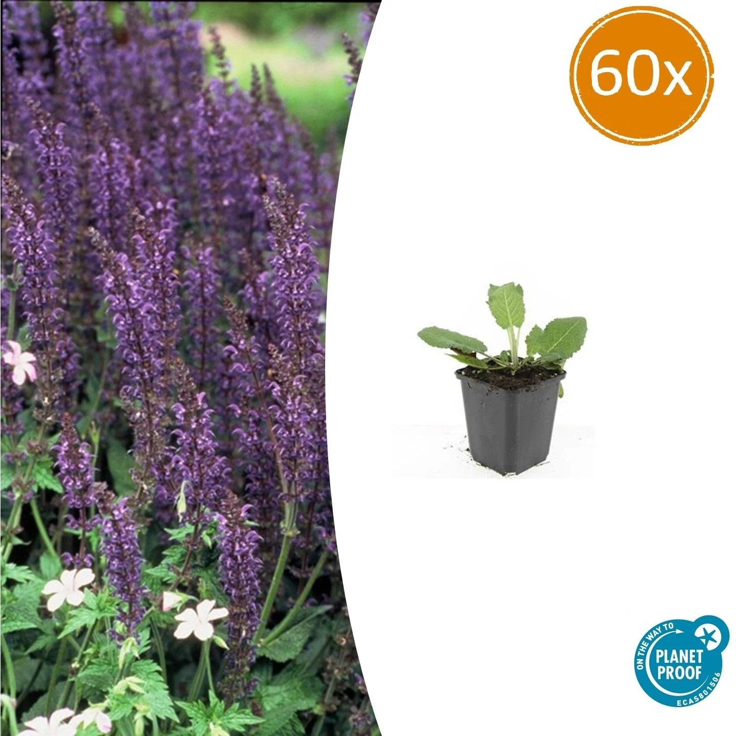 Salvia nemorosa 'Mainacht'