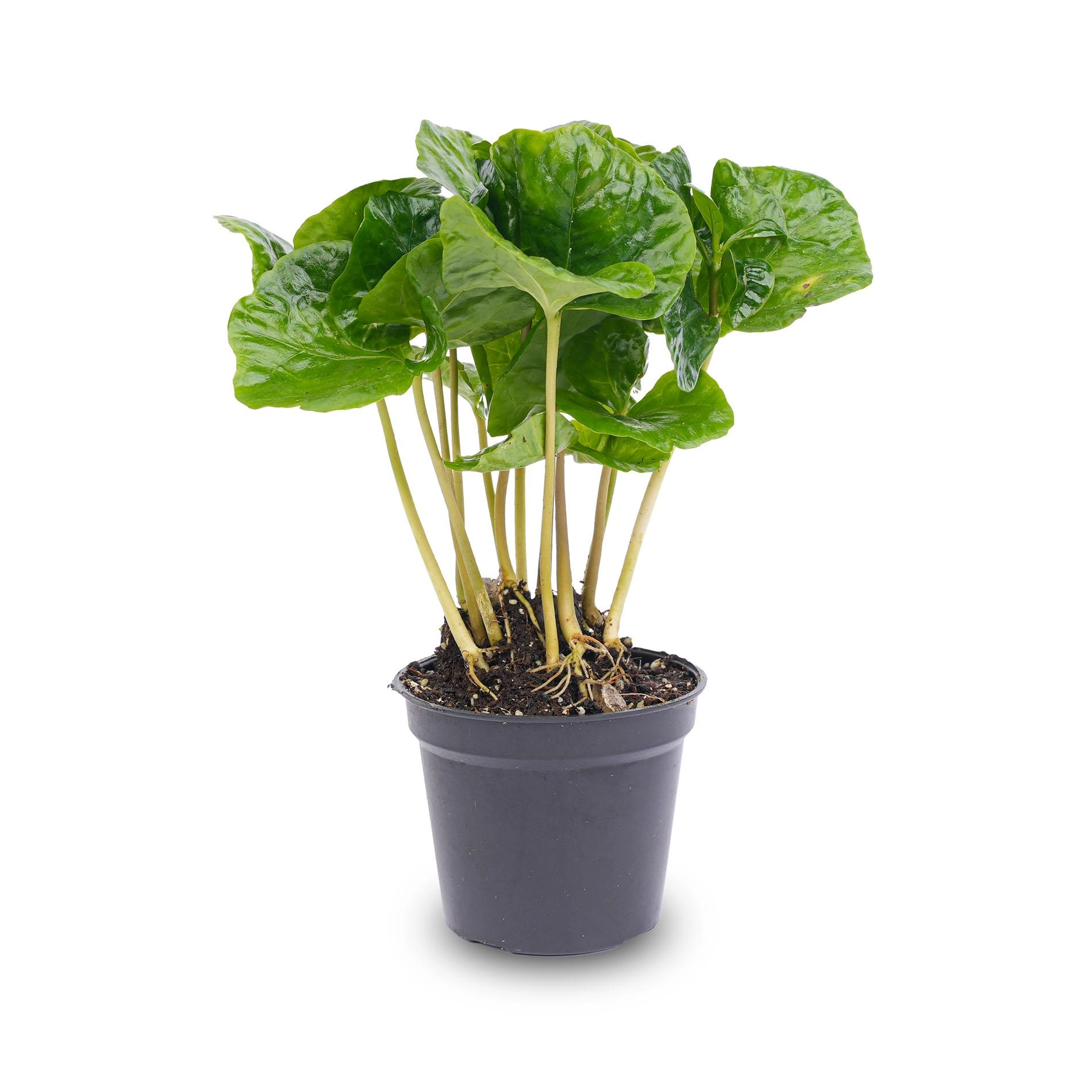 Coffea Arabica – Koffeinspender für dein Zuhause