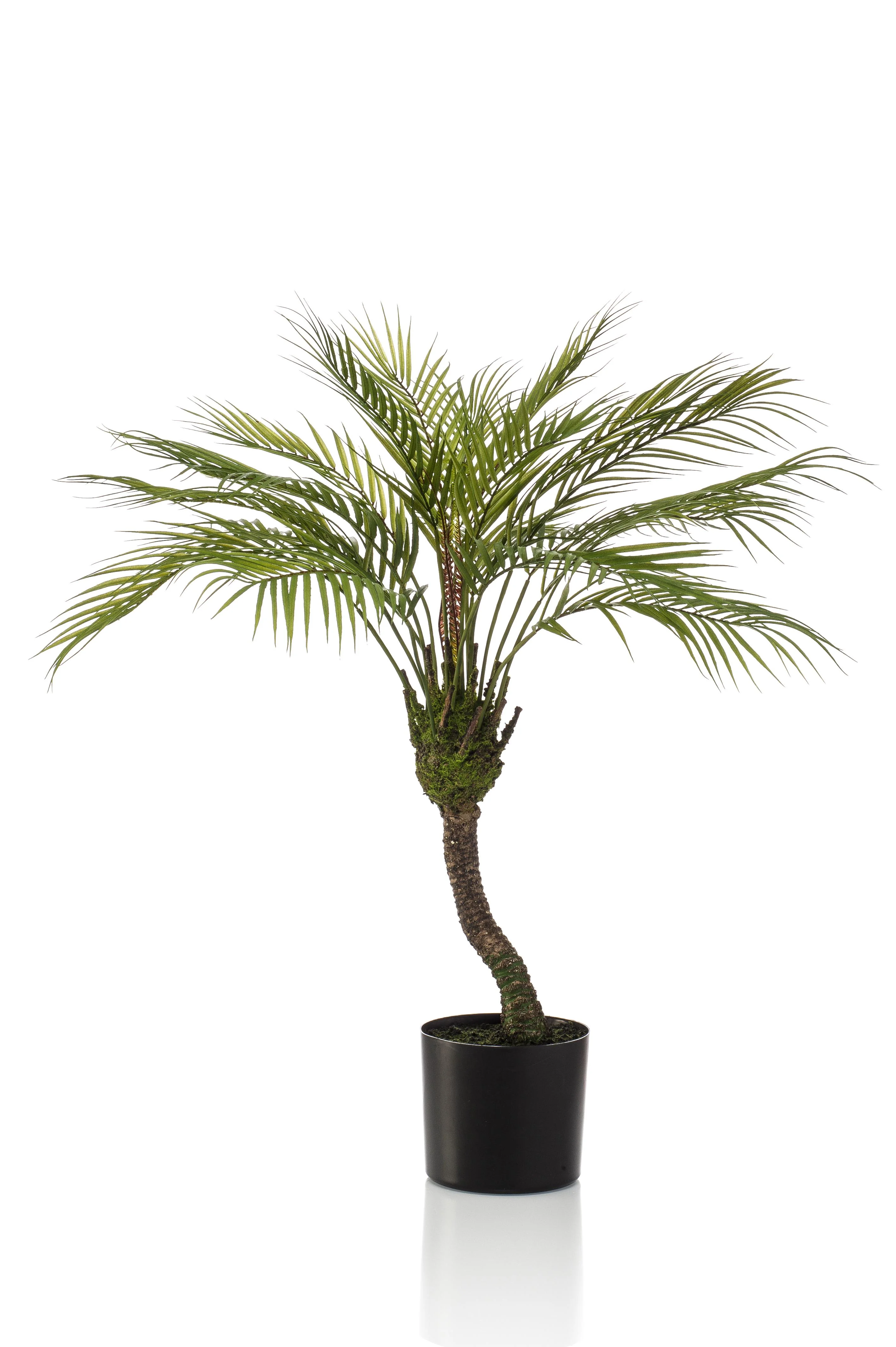 Chamaedorea Elegans – Mexikanische Bergpalme
