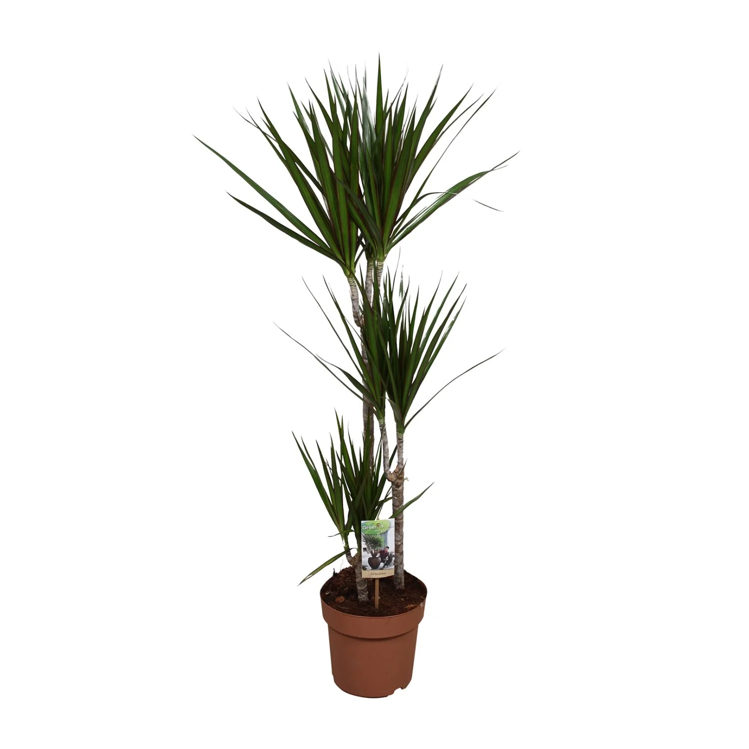 Dracaena Marginata - Exotische Zimmerpflanze
