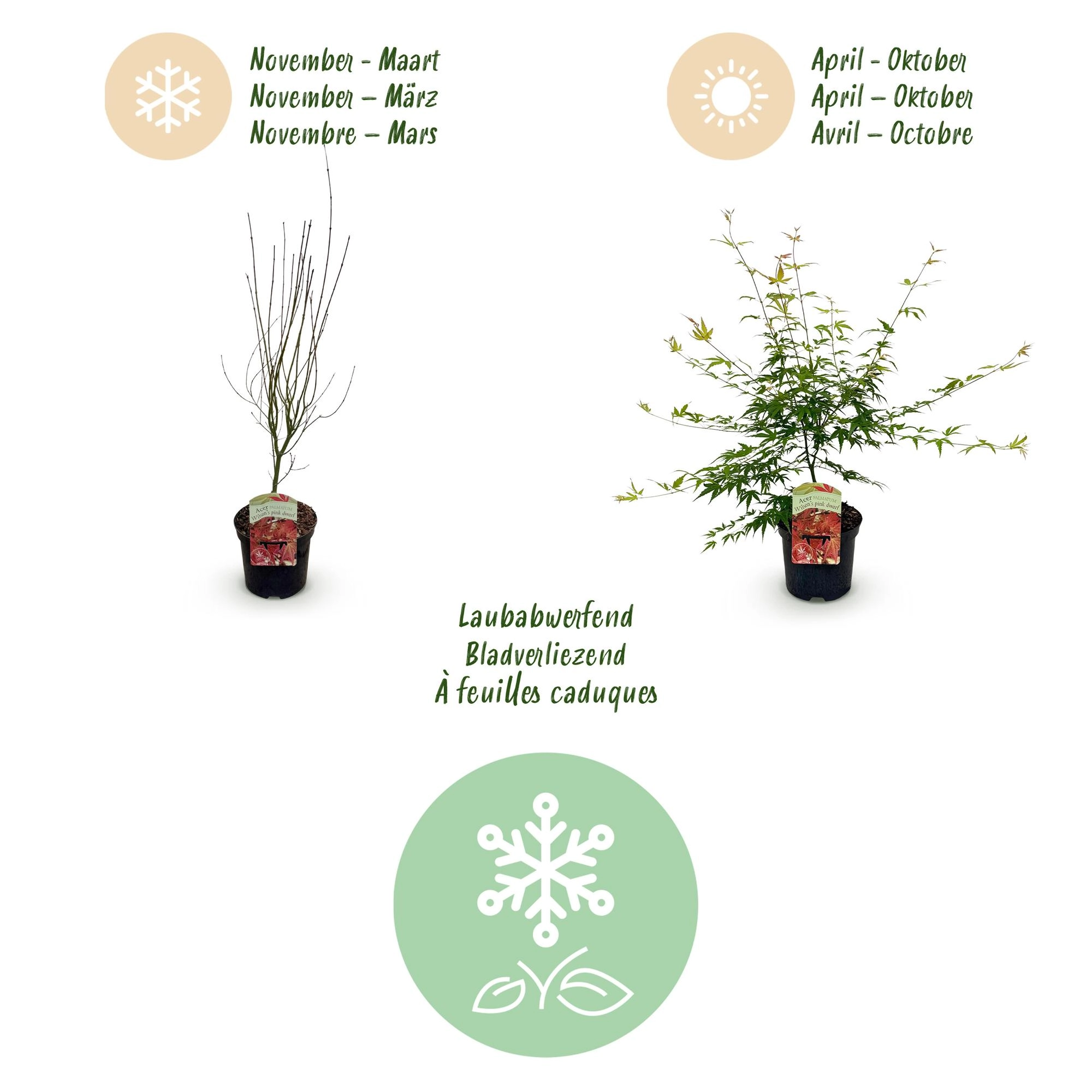 Balkonpflanze - Japanischer Ahorn - Acer palmatum Pink Dwarf - Rosa - 1 Pflanze - Laubabwerfend - Topf 19cm Höhe 70cm