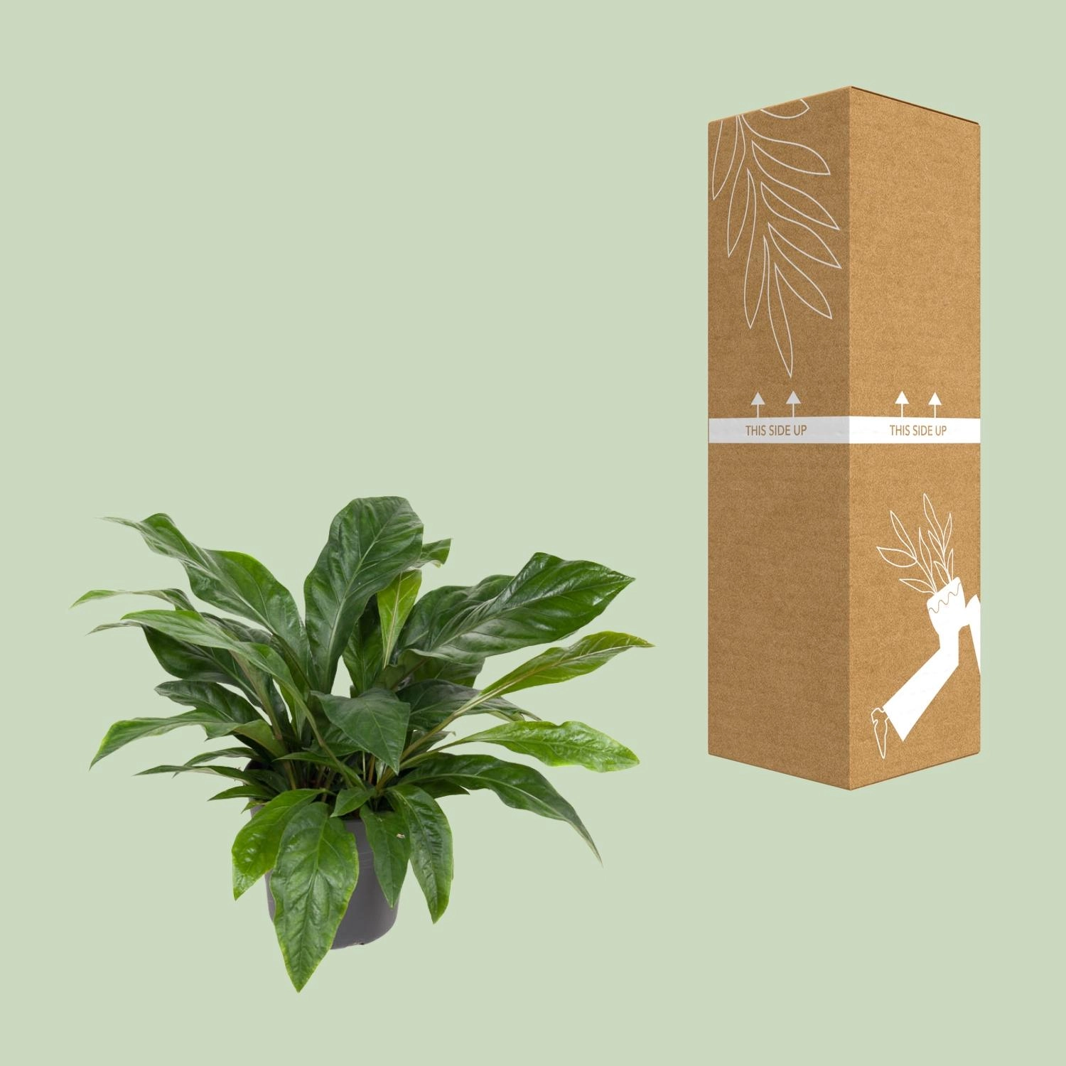 Anthurium Jungle Bush - Ø30cm - ↕70cm Bild 3