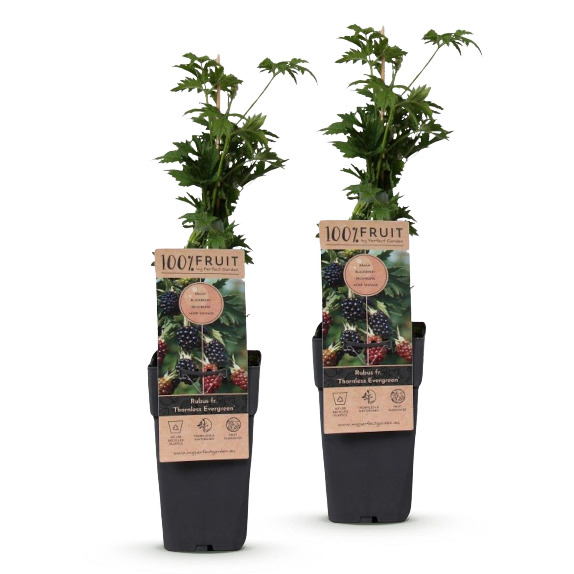 Green boutiQ - Fruit Plant - Rubus fruticosus Thornless Evergreen - Blackberry Plant - Thornless - Black Raspberry - 2 Plants - Pot 15cm - Height 50cm Bild 2