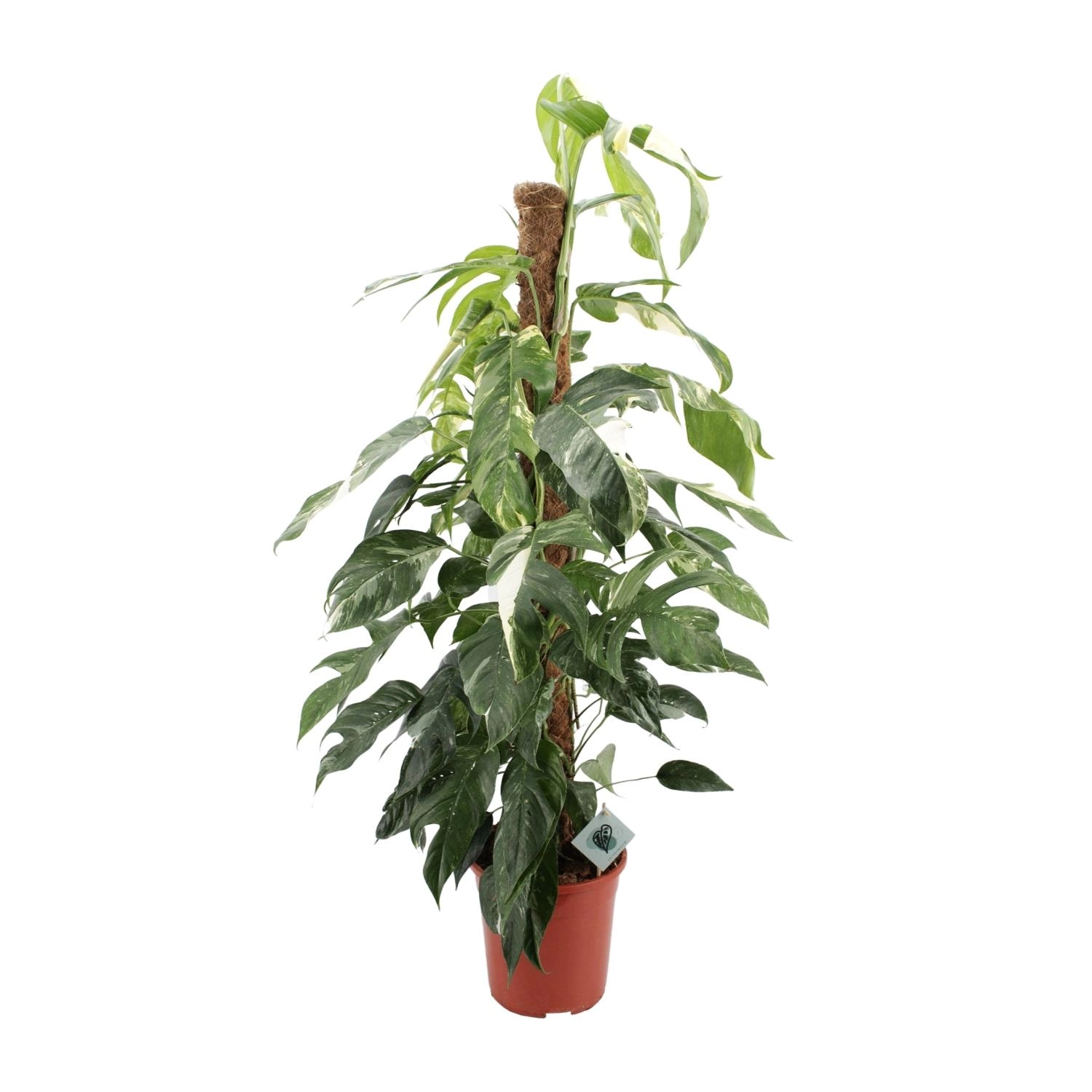 Epipremnum Pinnatum 'Albo Variegata'