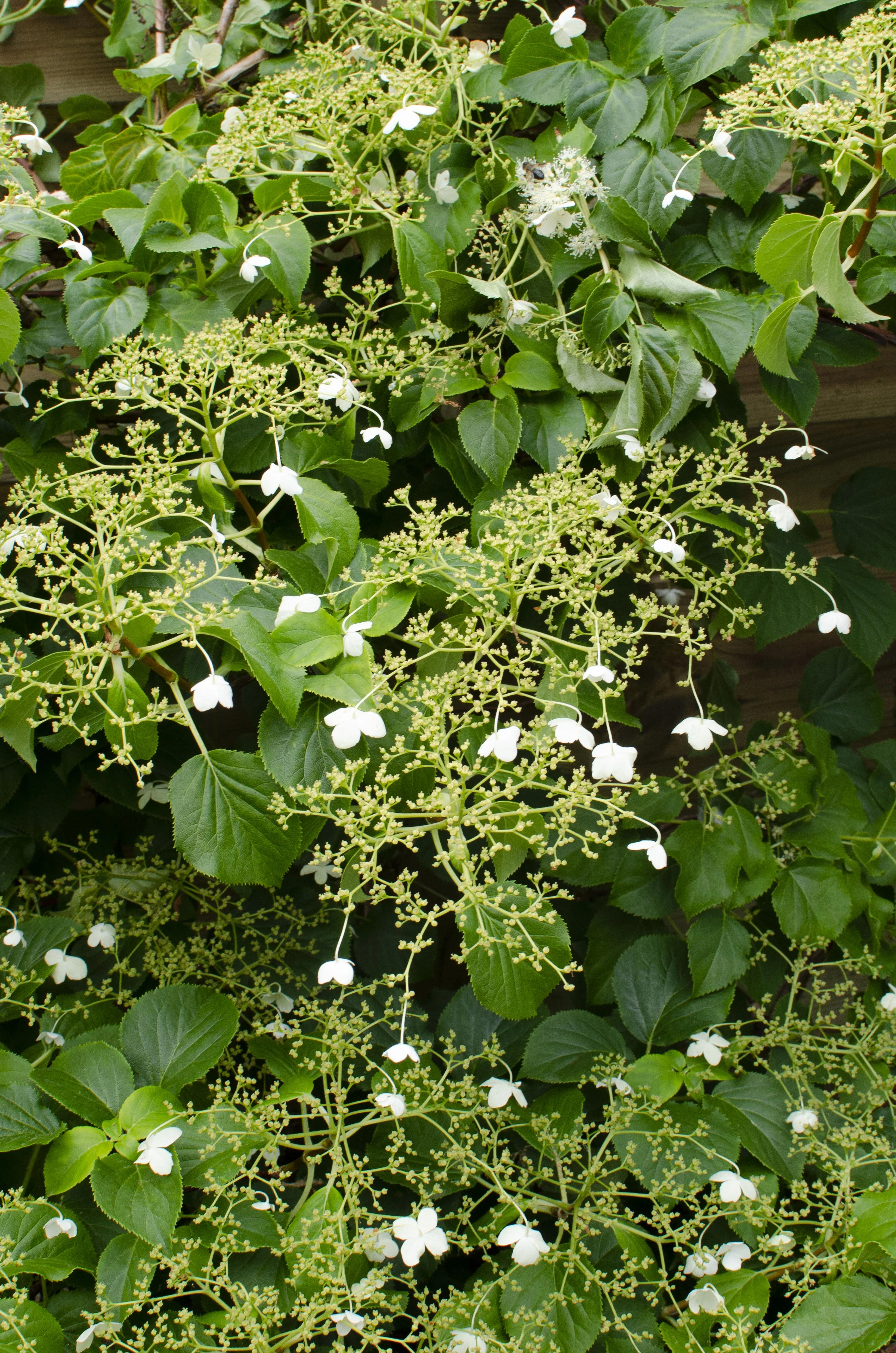 4x - Hydrangea petiolaris - ↨65cm - Ø15 Bild 3