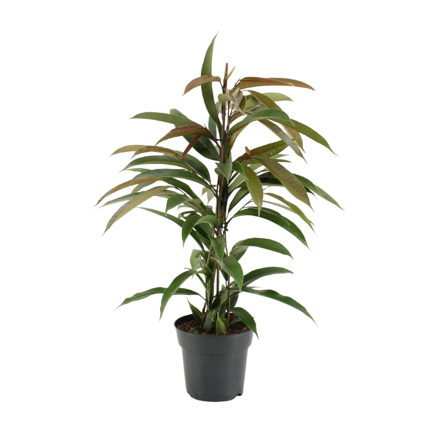 Ficus (17 cm Topf, ca. 70 cm)