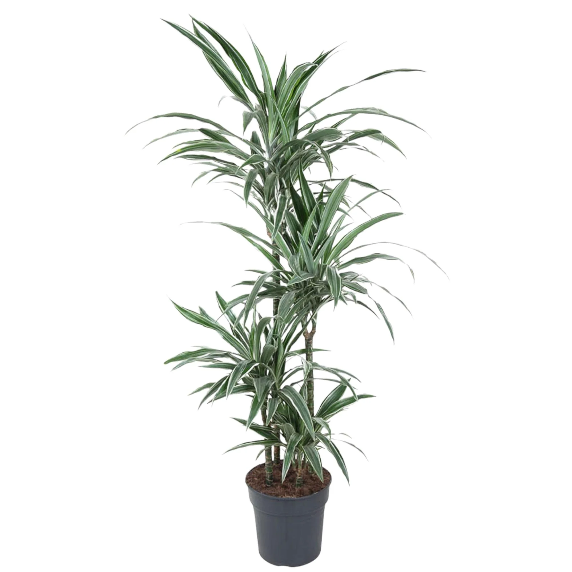 Dracaena Warneckei – stilvolle Zimmerpflanze
