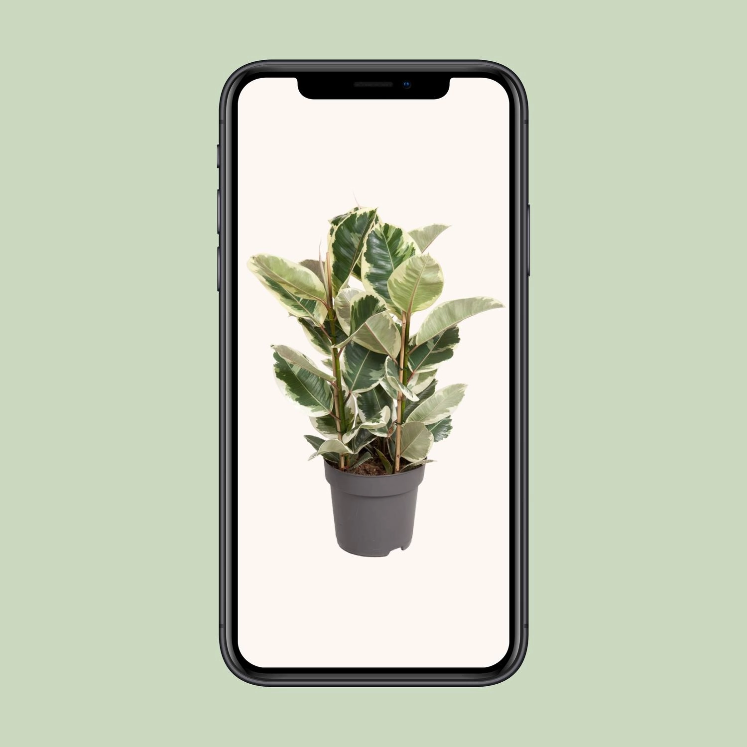 Ficus Elastica Tineke - Ø27cm - ↕100cm Bild 4