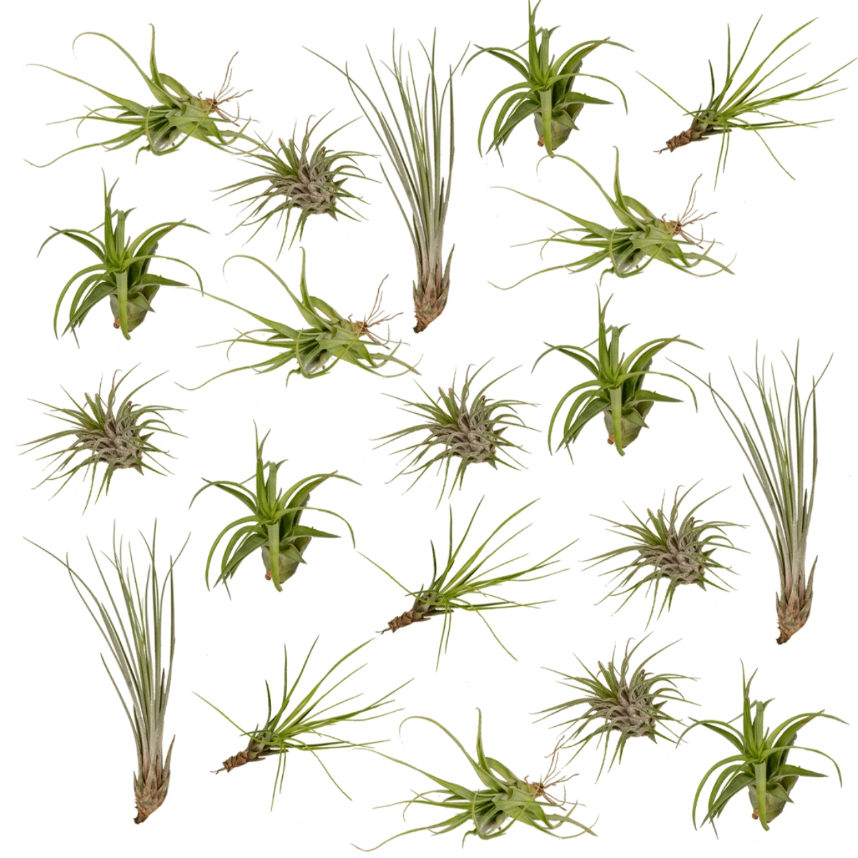 Tillandsia - Luftpflanze Mischung