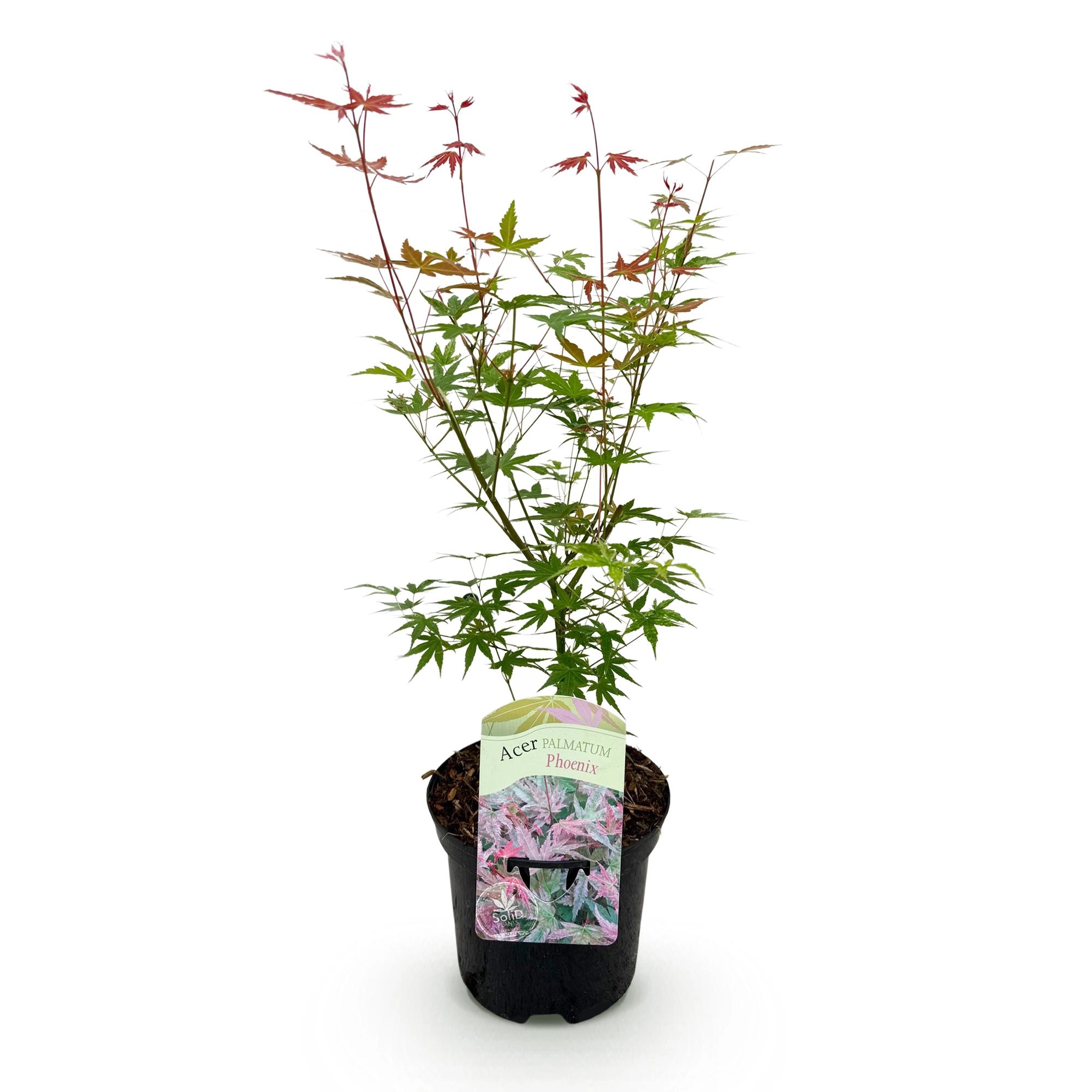 Balkonpflanze - Japanischer Ahorn - Acer palmatum Phoenix - Rosa - 1 Pflanze - Laubabwerfend - Topf 19cm Höhe 70cm