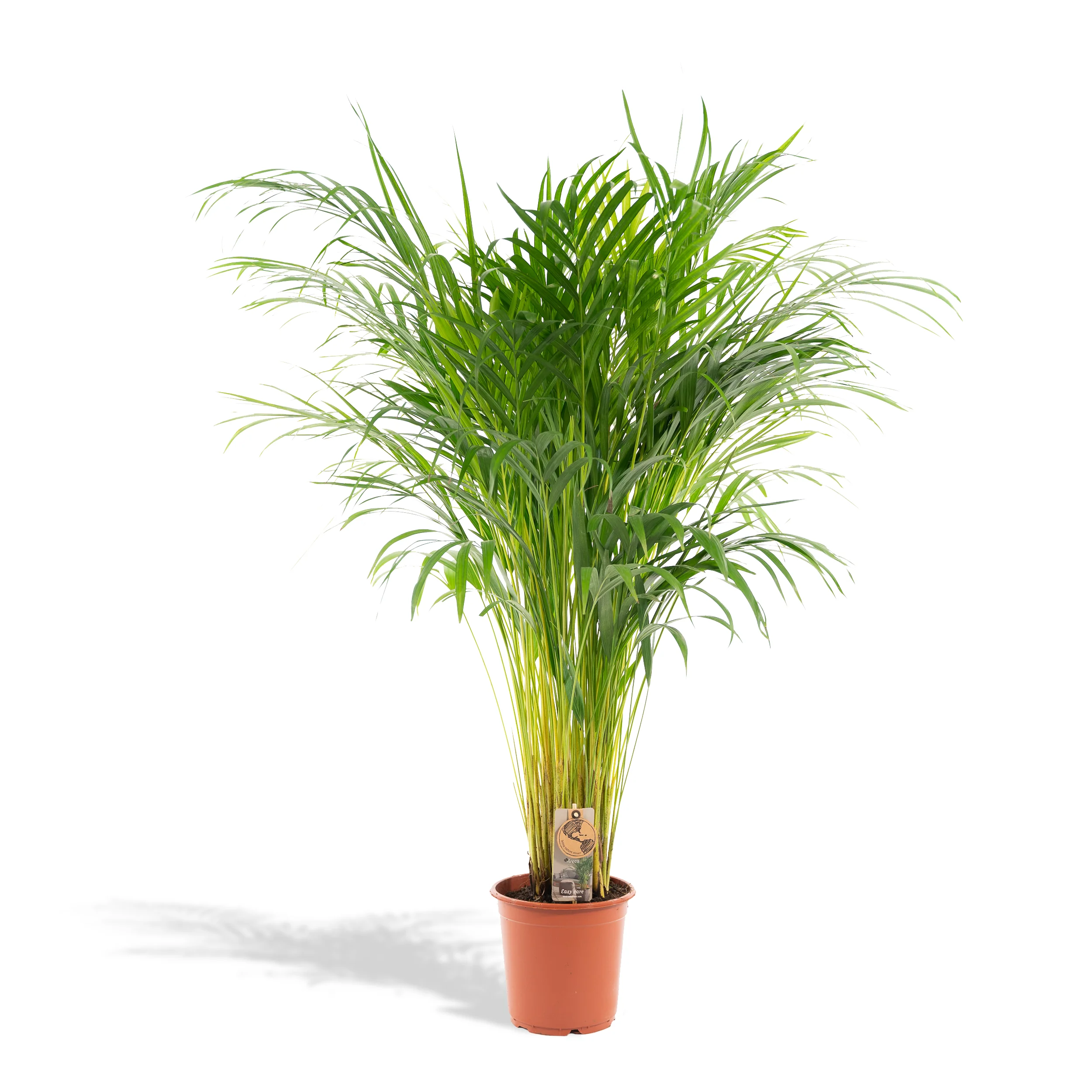 Areca-Palme – Goldfruchtpalme