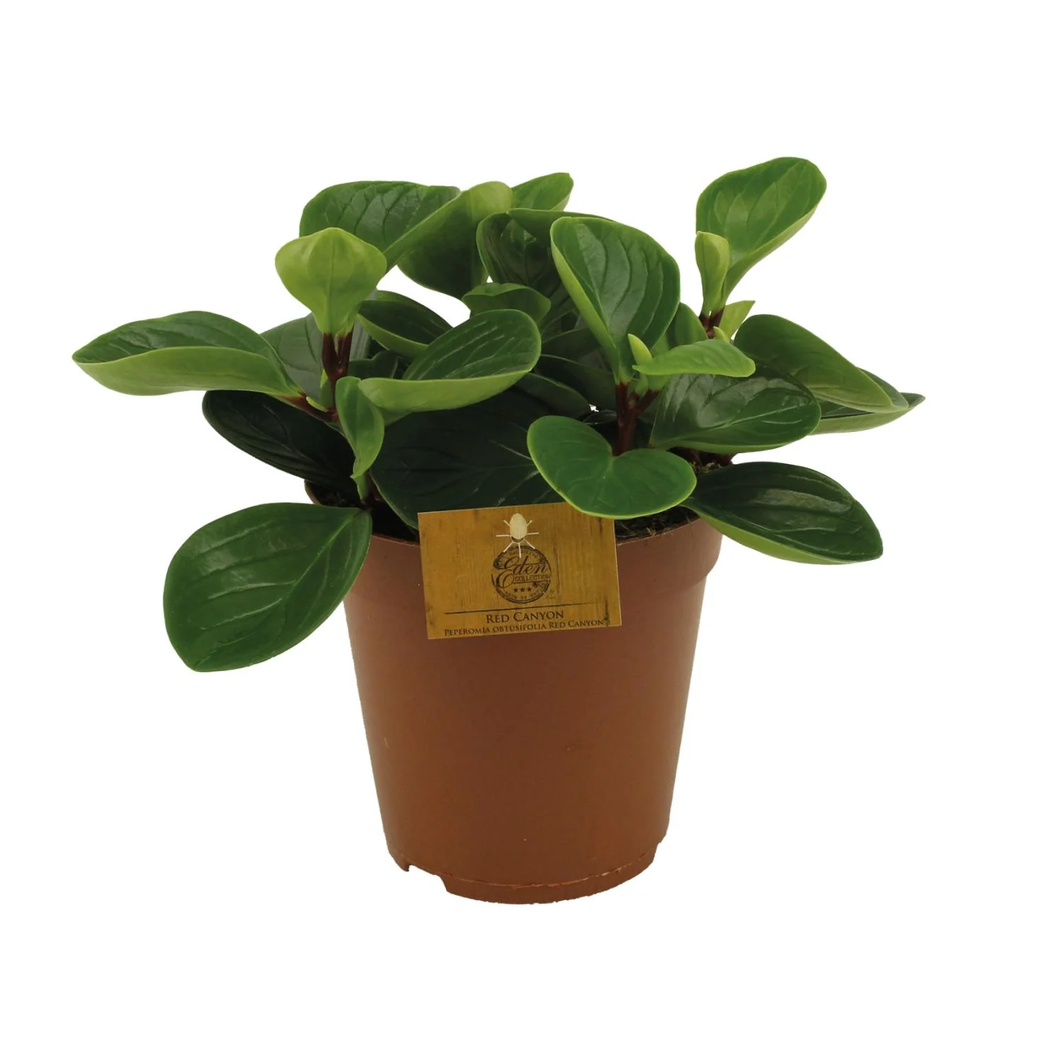 Peperomia Red Canyon – 15 cm Topfpflanze