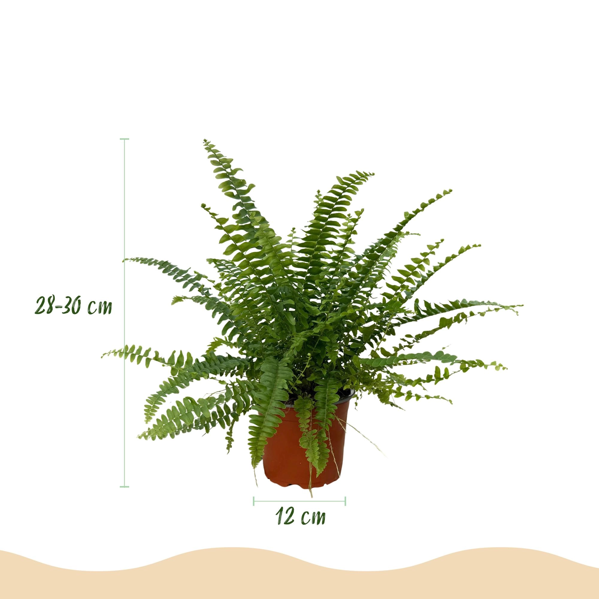 Nephrolepsis exaltata Green Lady