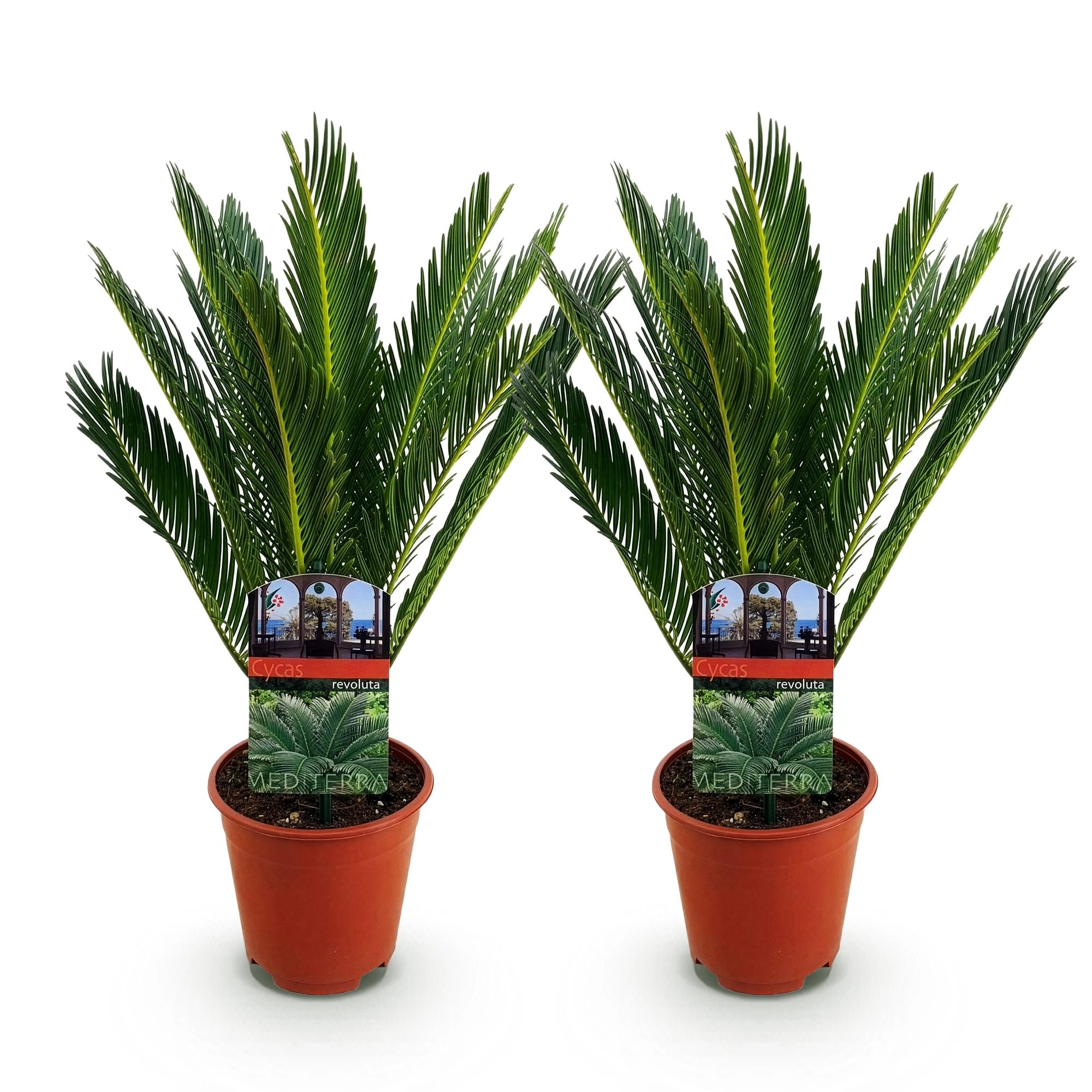Cycas Revoluta - Sago-Palme