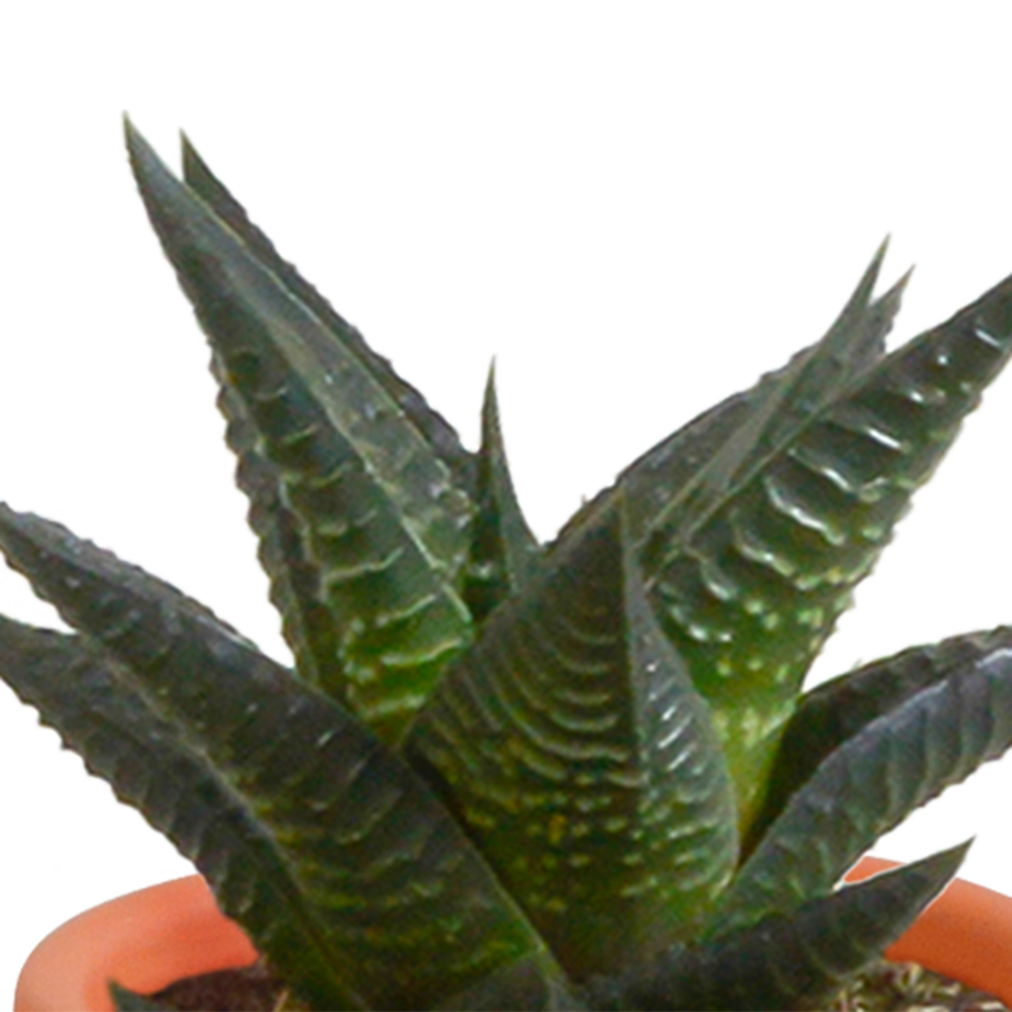 Cactus en vetplanten Mischung 5,5 cm 15 stück - in Mexicaanse pot Bild 8
