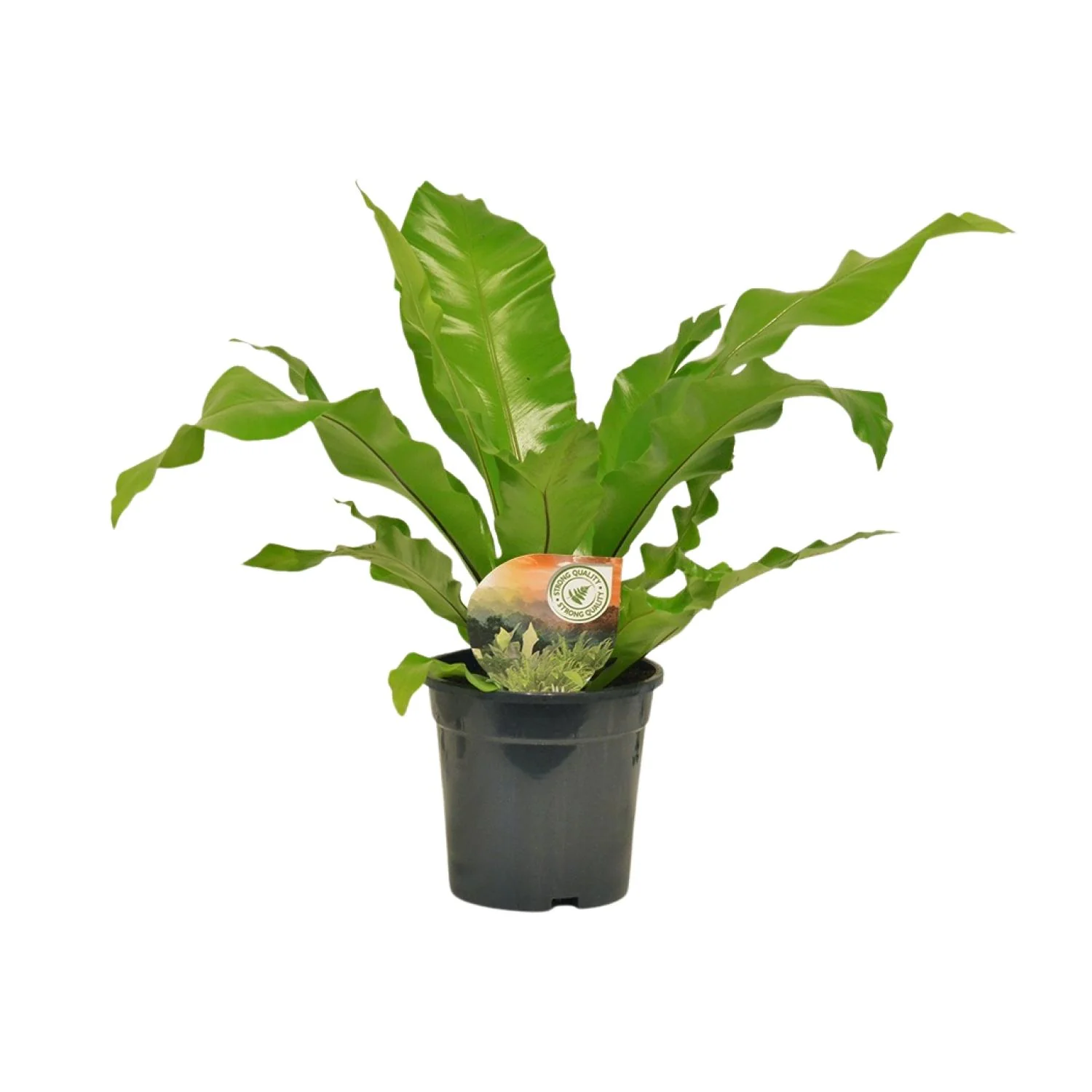 Asplenium Nidus – Spleenwort