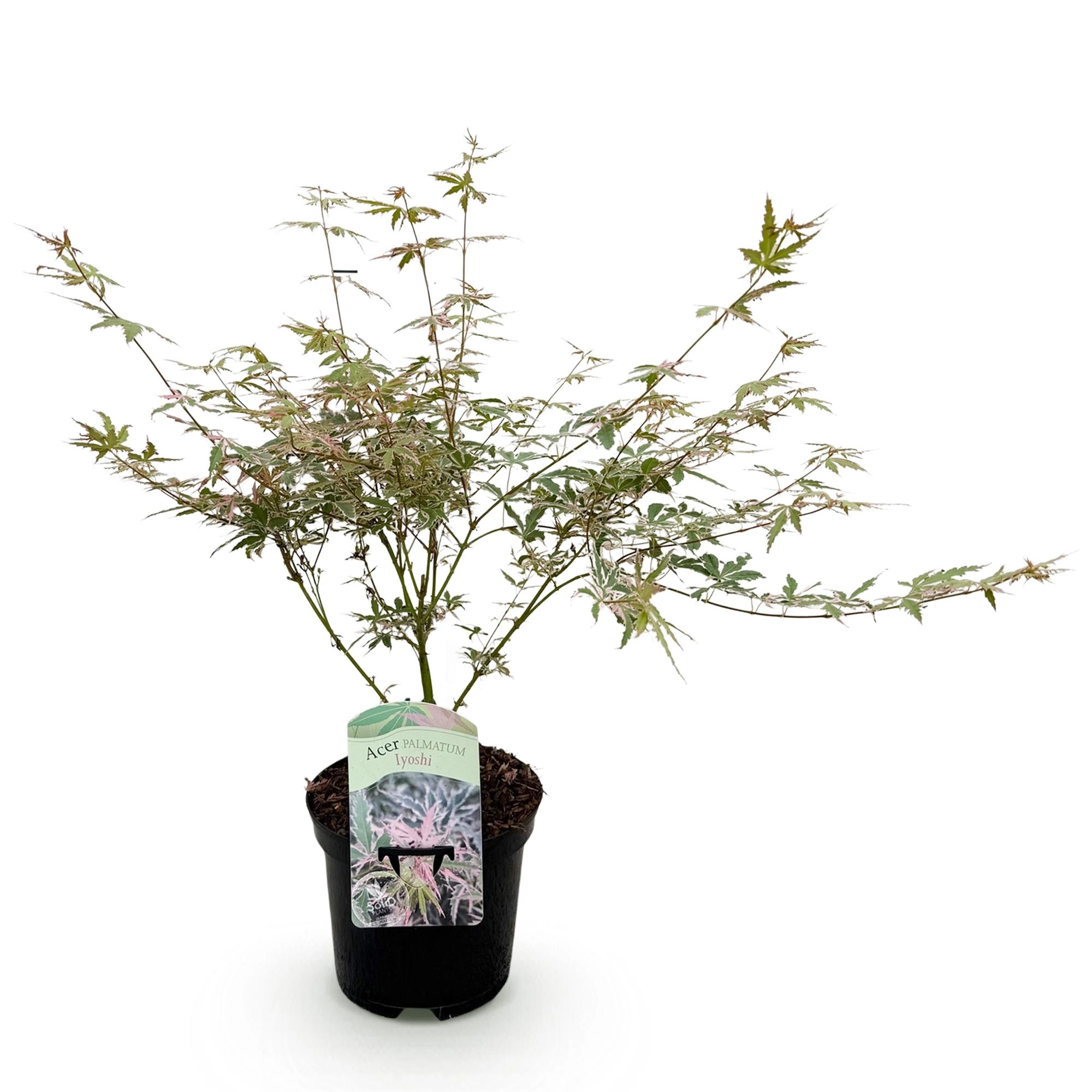 Acer palmatum Iyoshi Bild 2