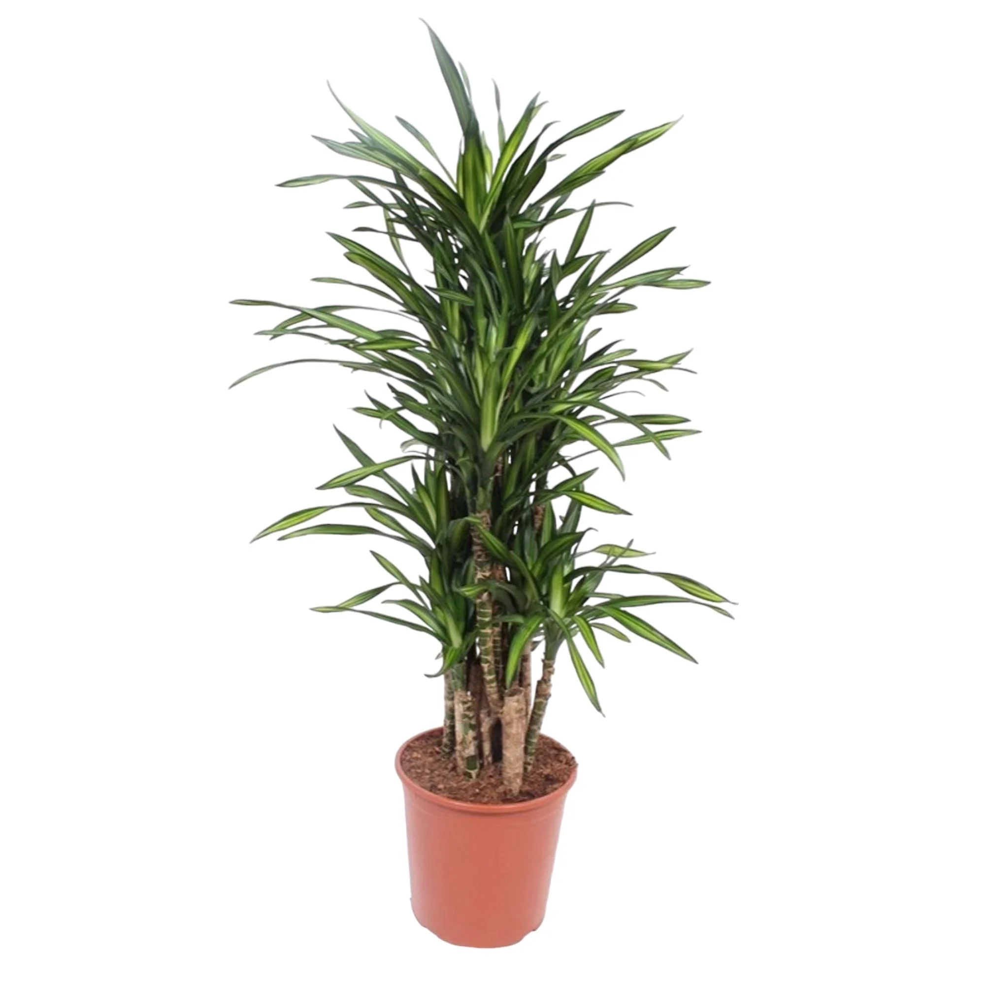 Dracaena Riki – Pflegeleichte Zimmerpflanze