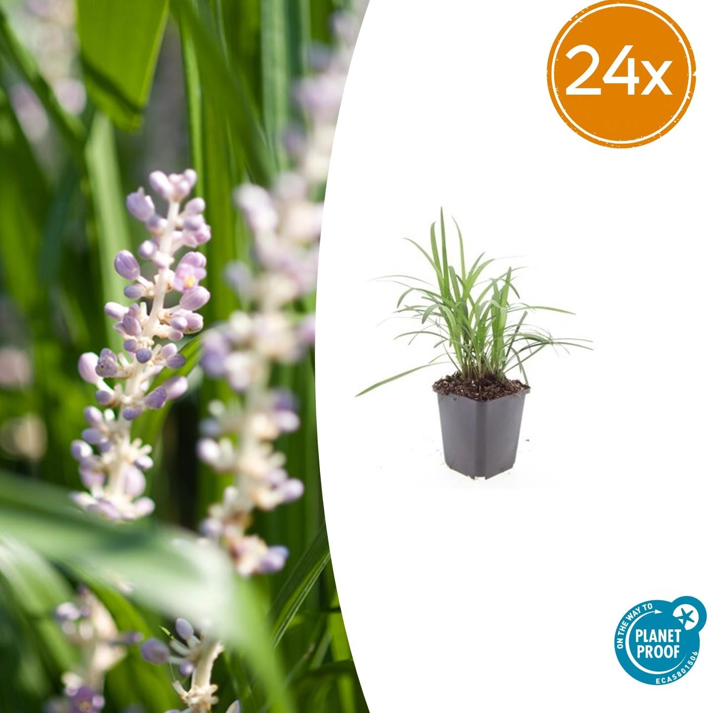 Liriope muscari 'Moneymaker'