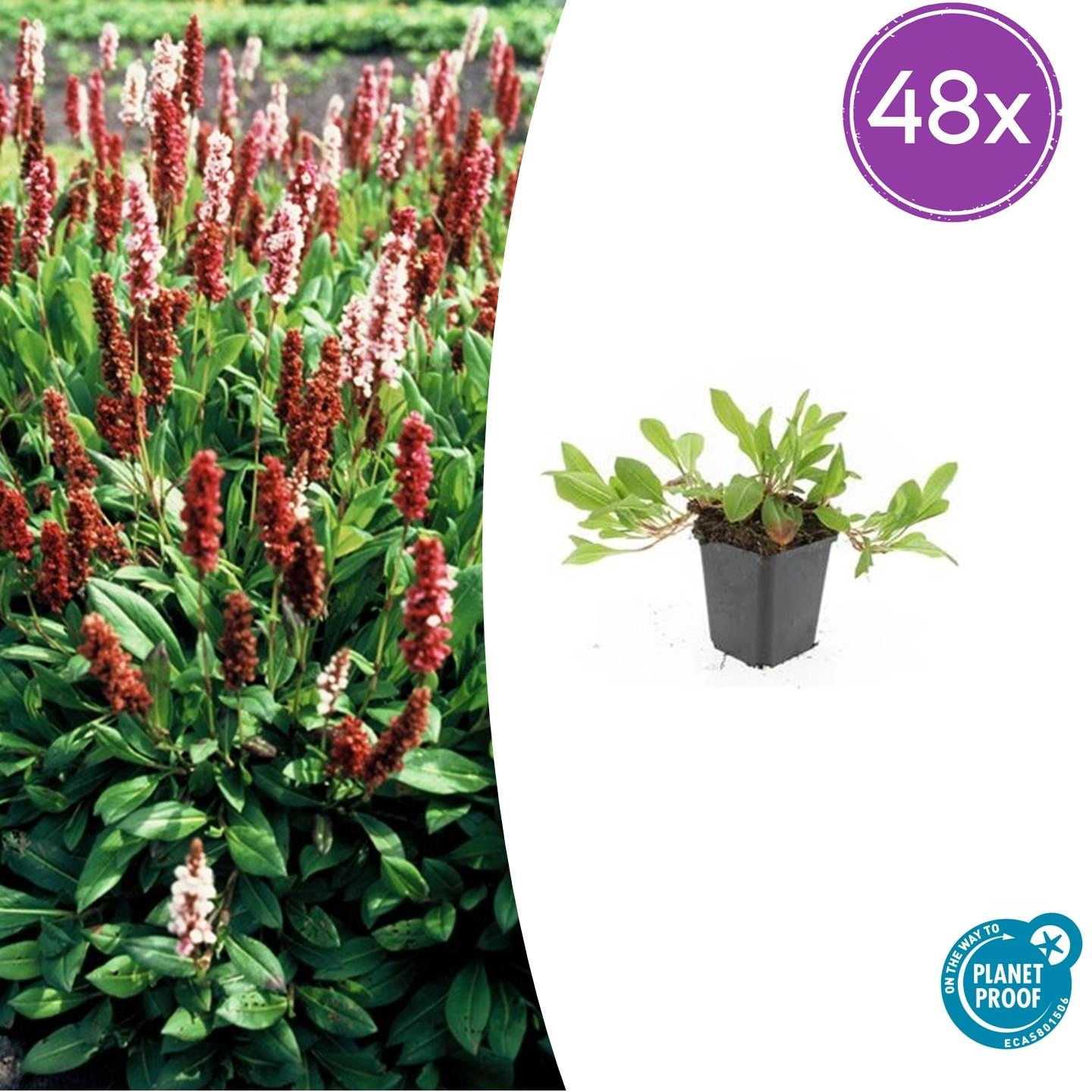 Persicaria aff. 'Darjeeling Red'