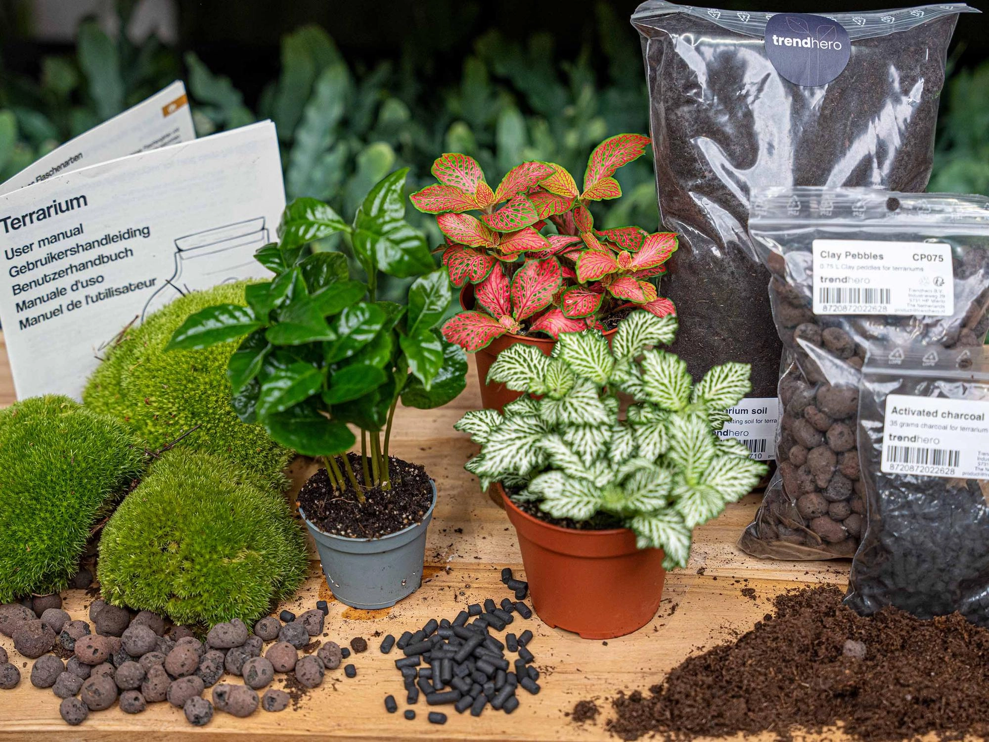 Flaschengarten paket Coffea Arabica Bild 5