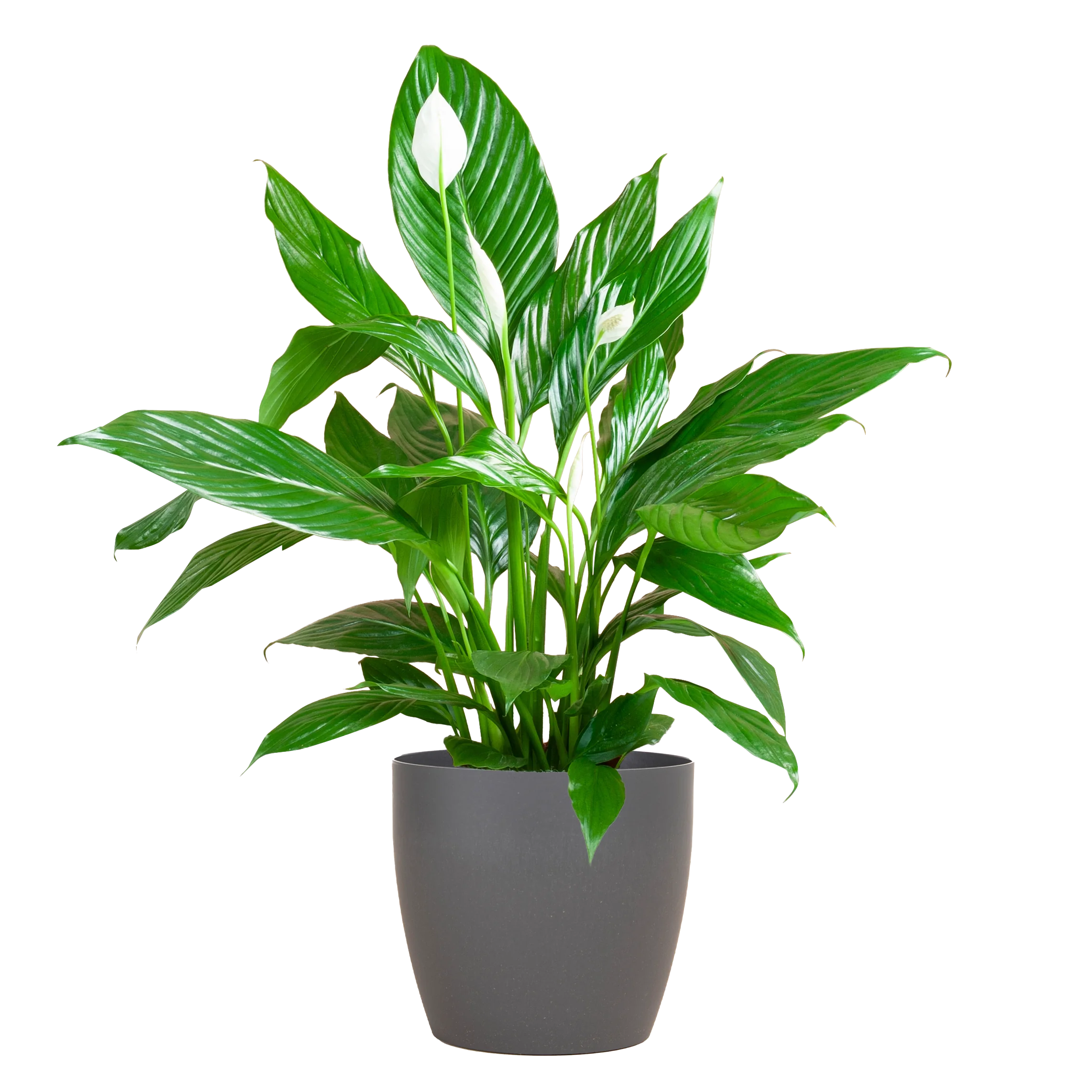 Spathiphyllum Sweet Lauretta – Friedenslilie