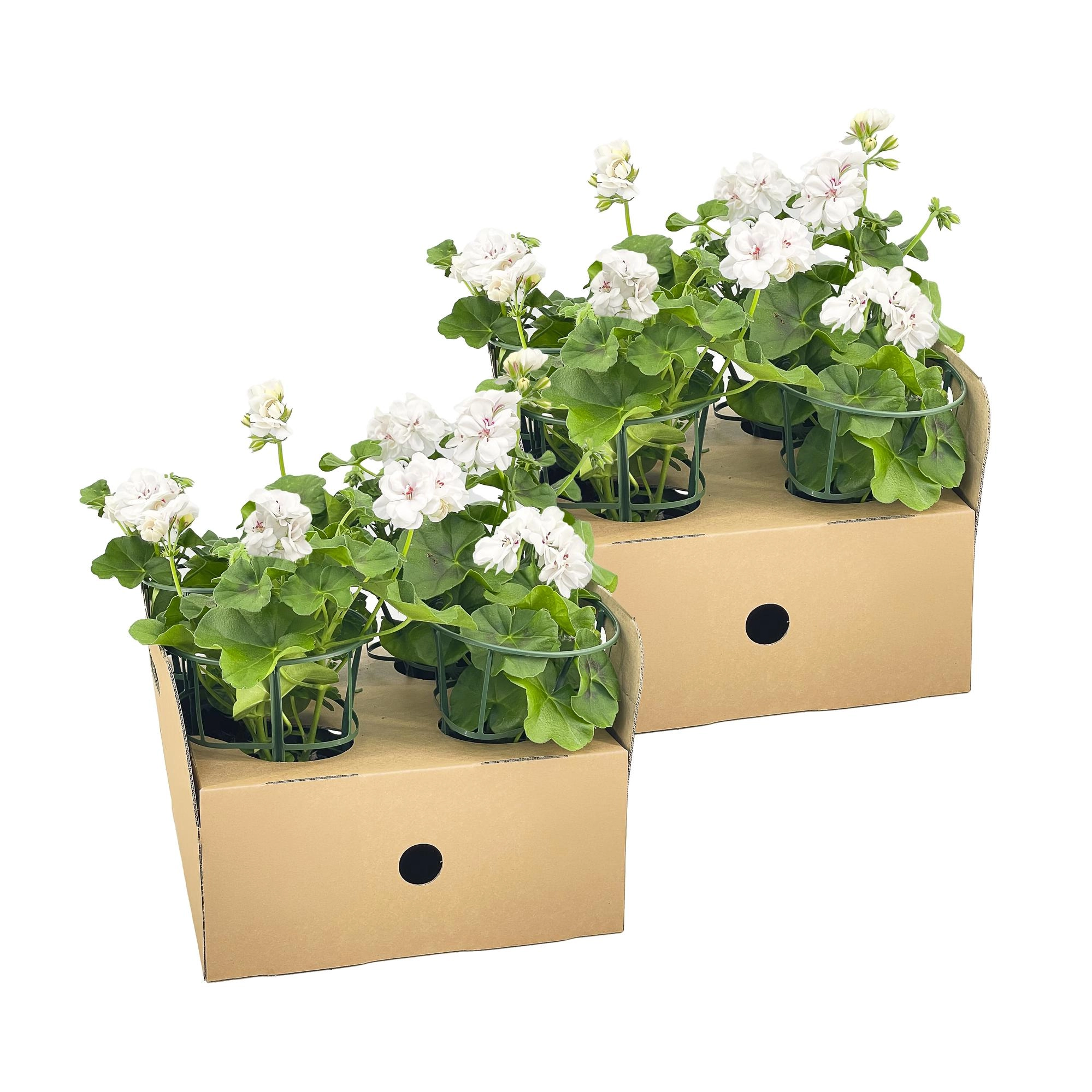 Pelargonium peltatum Weiß — 8 Pflanzen