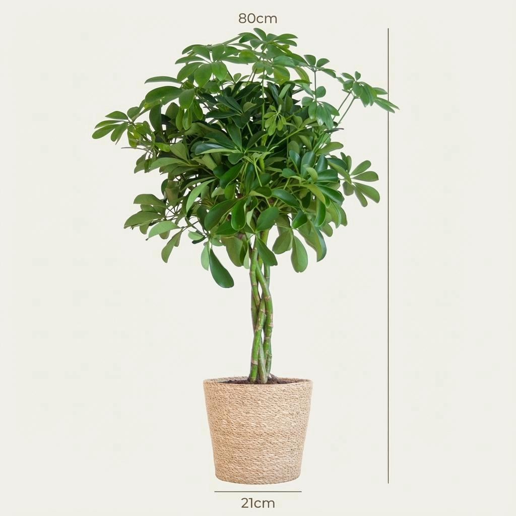 Schefflera Arab Nora mit Korb Zeegras natur - 70cm - Ø21 Bild 4