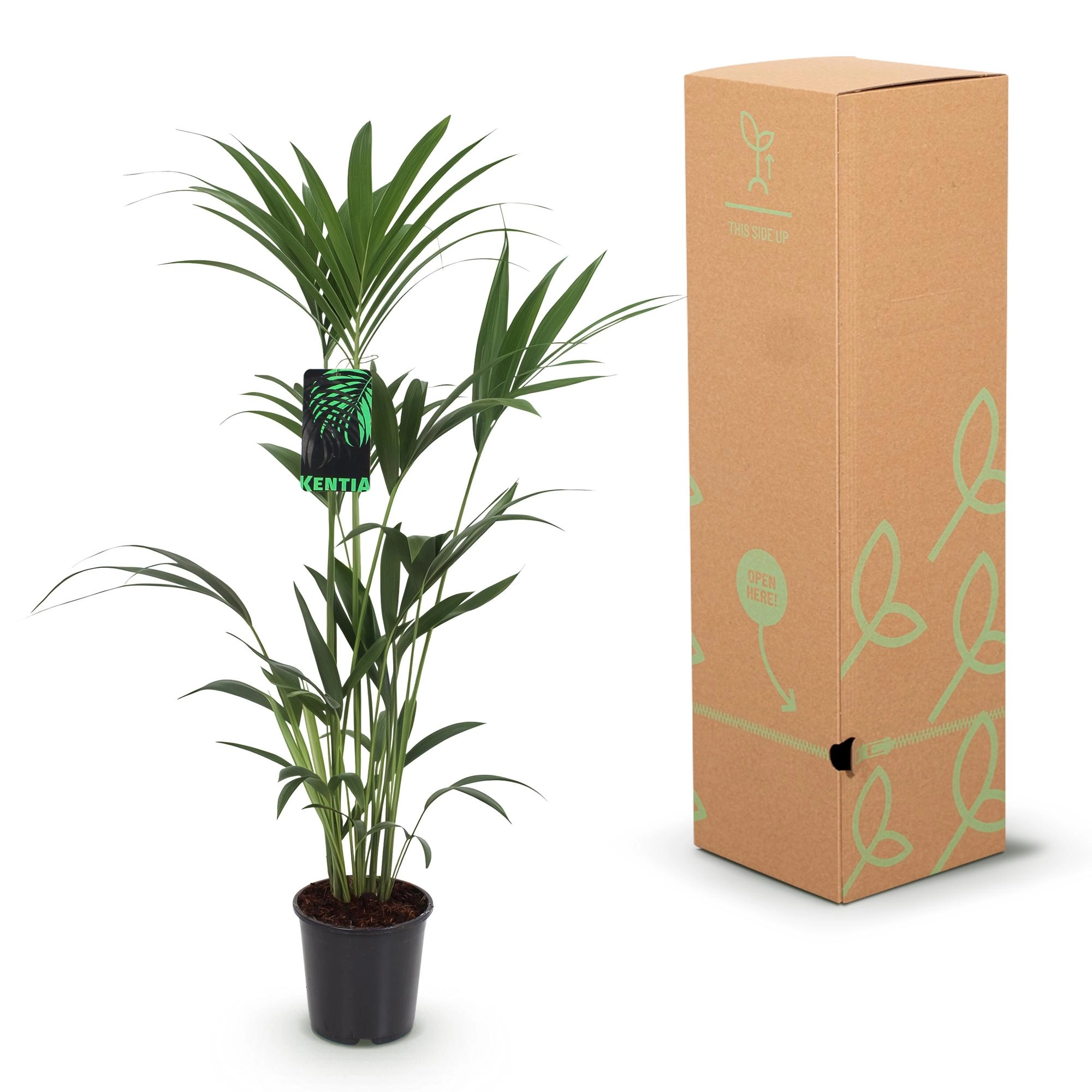 Howea Forsteriana - Kentia Palme