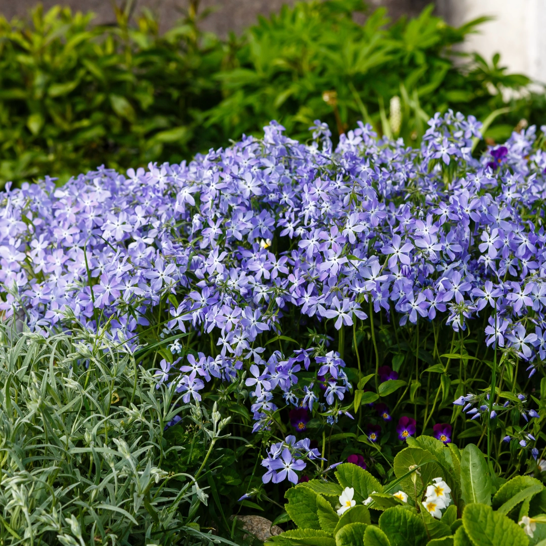 Phlox subulata ‘Emerald Cushion Blue’