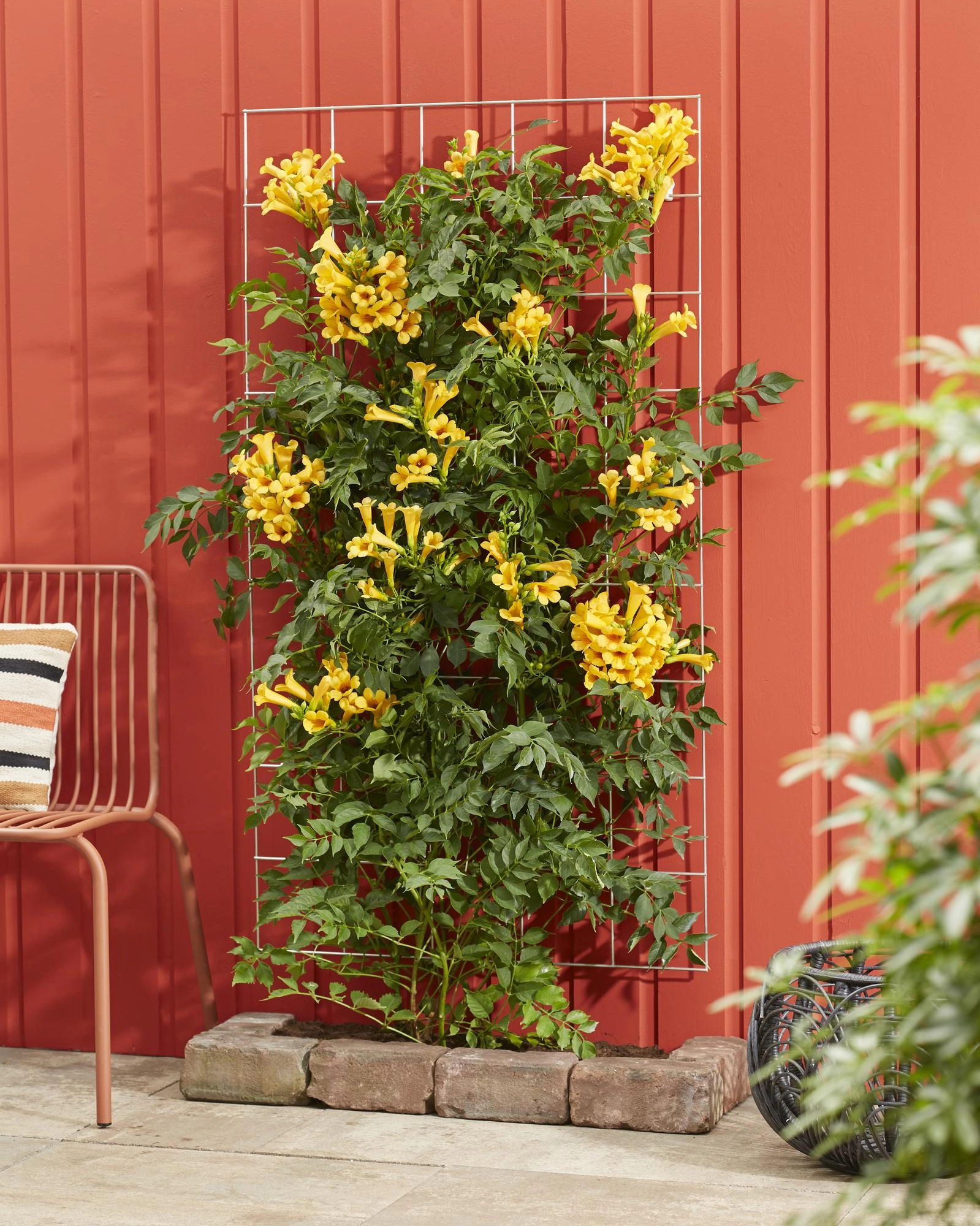 Campsis Summer Jazz Gold Trompete