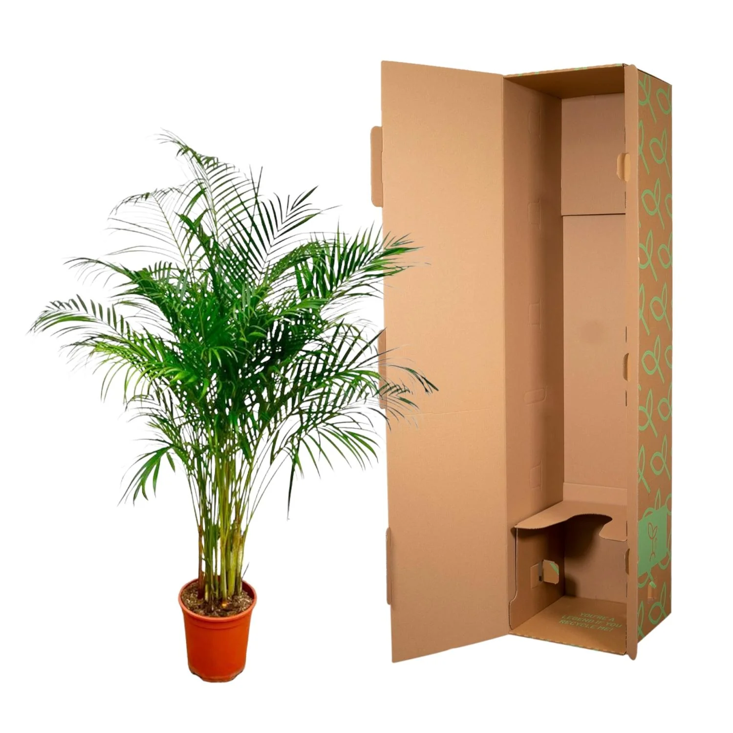 Dypsis Lutescens (Areca Palm) - 160 cm - ø27 Bild 3