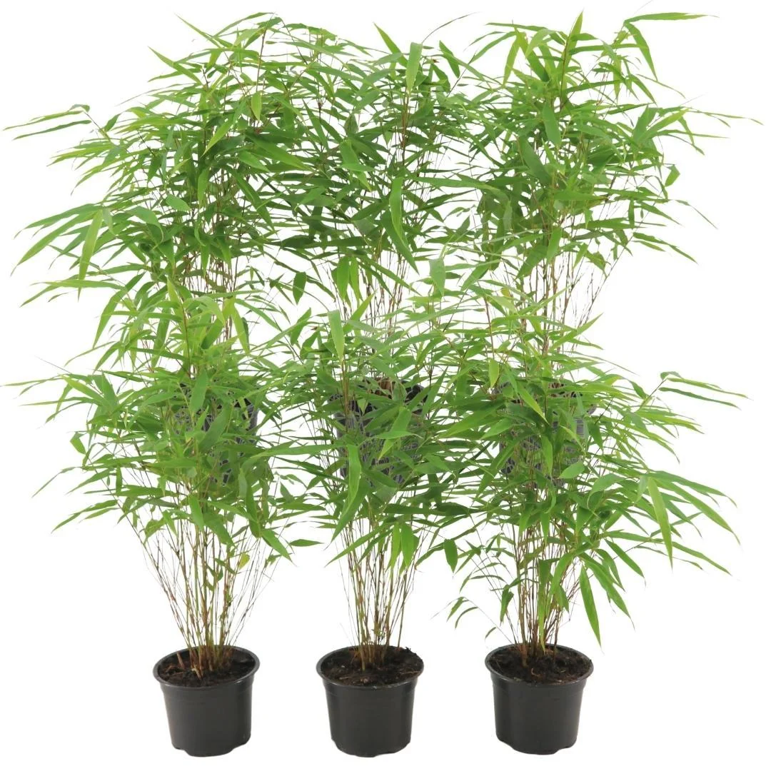 Fargesia Rufa - Immergrüner Bambus